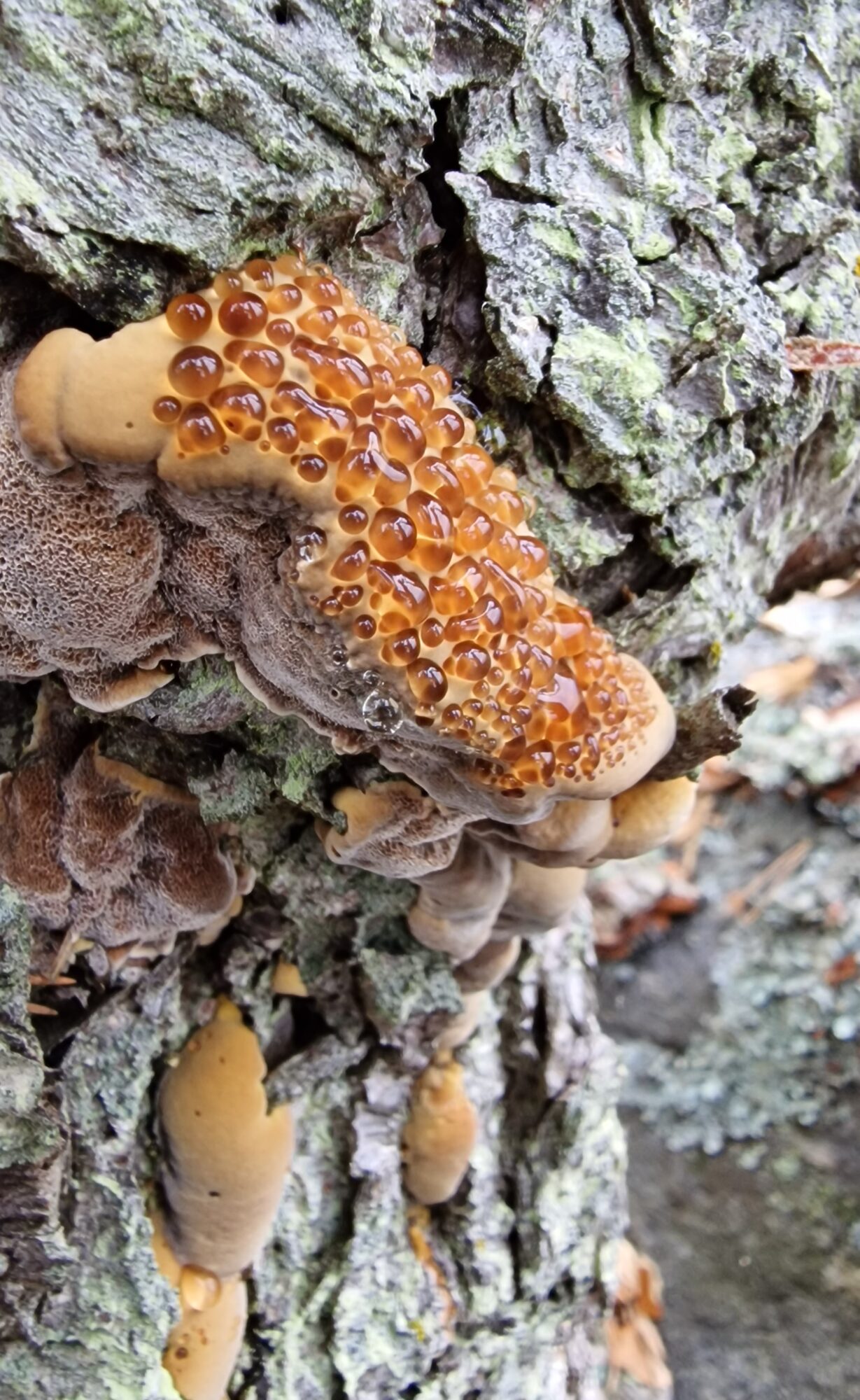 Valokuvaaja: Hanna Rönty