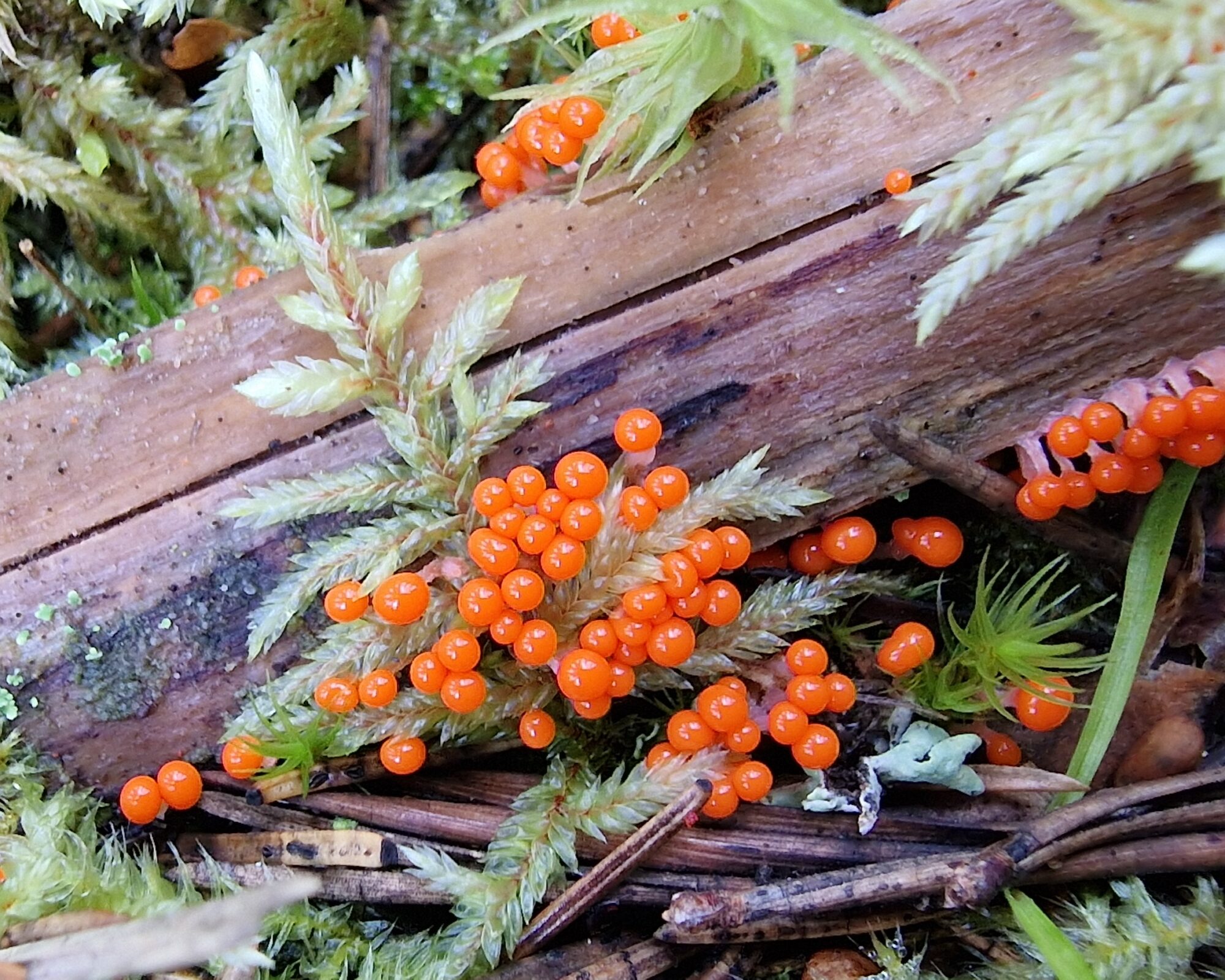 Valokuvaaja: Hanna Rönty