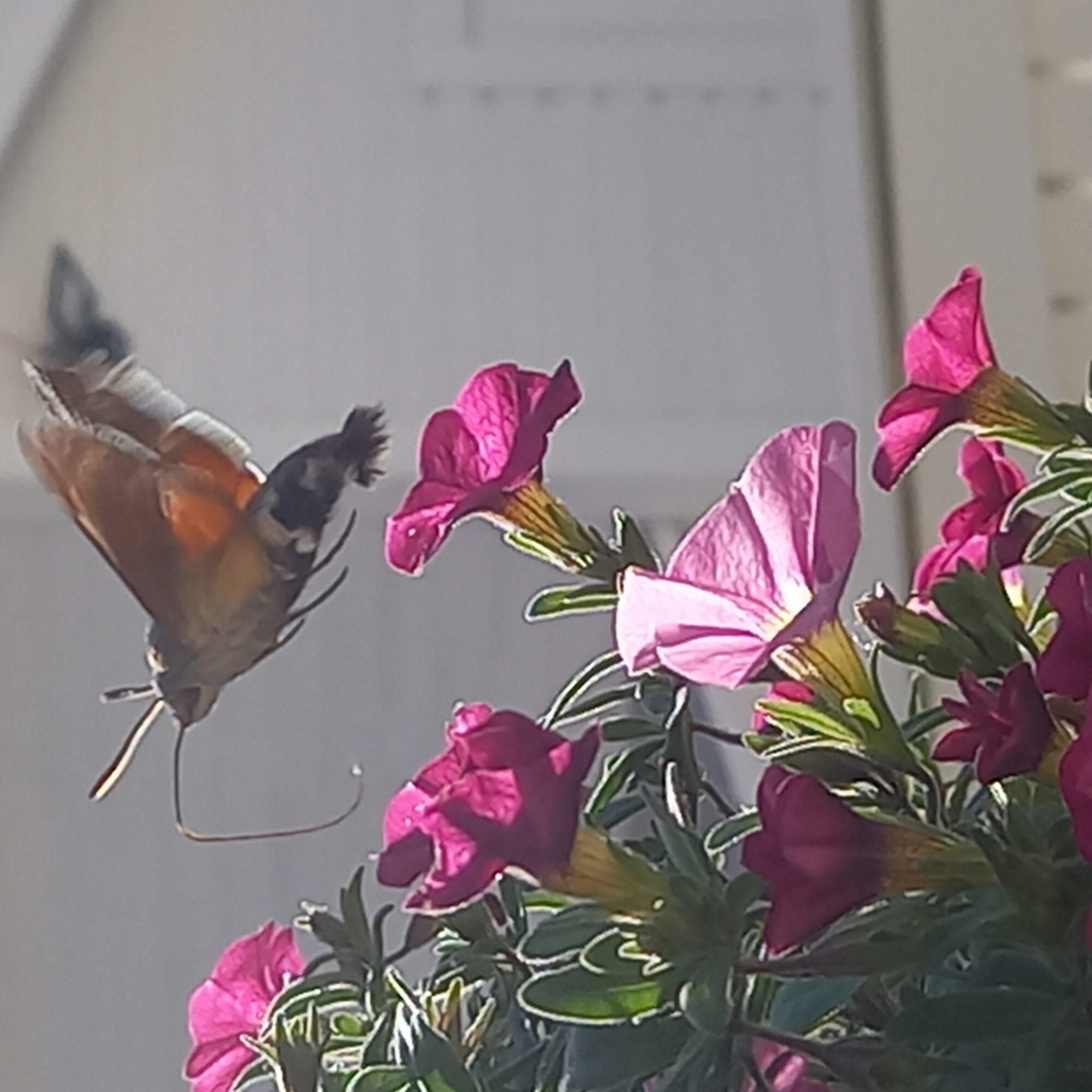 Valokuvaaja: Kari Wallenius