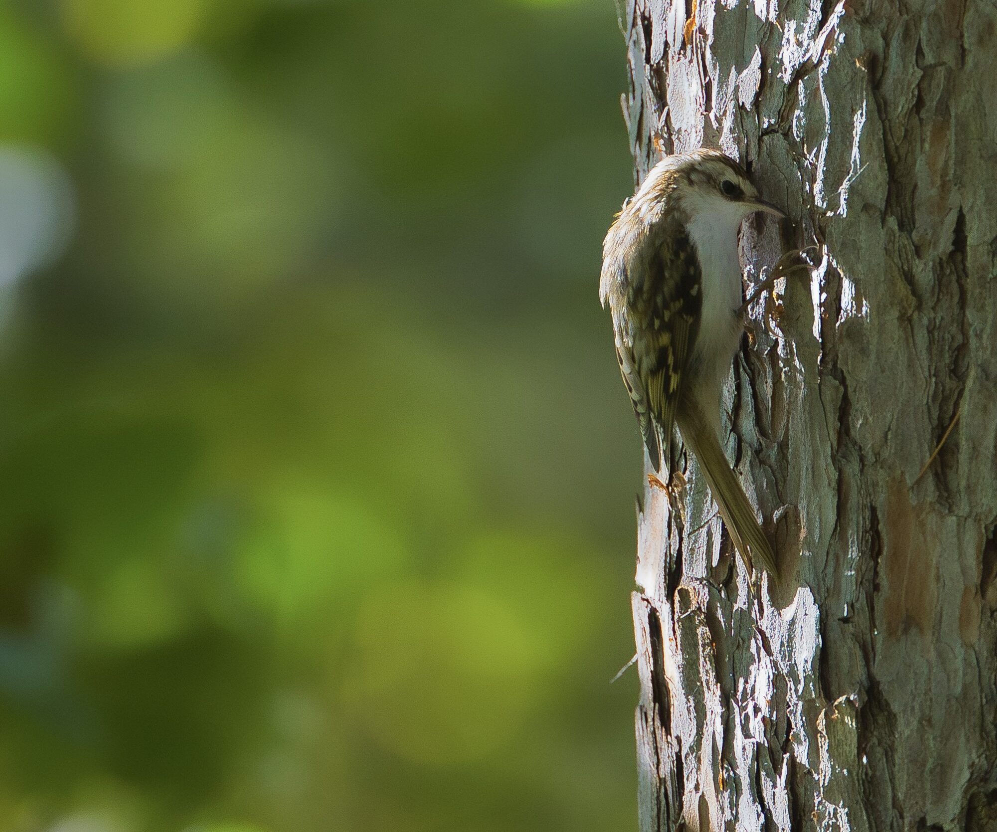 Valokuvaaja: Ari Branthin