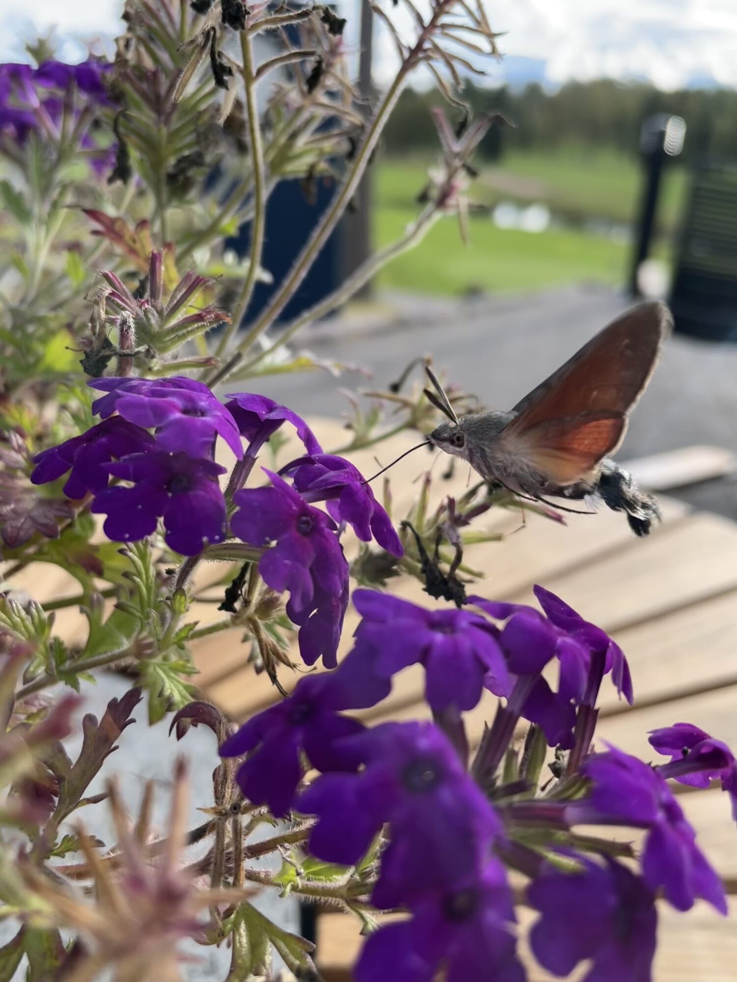 Valokuvaaja: Liisa Wilkman