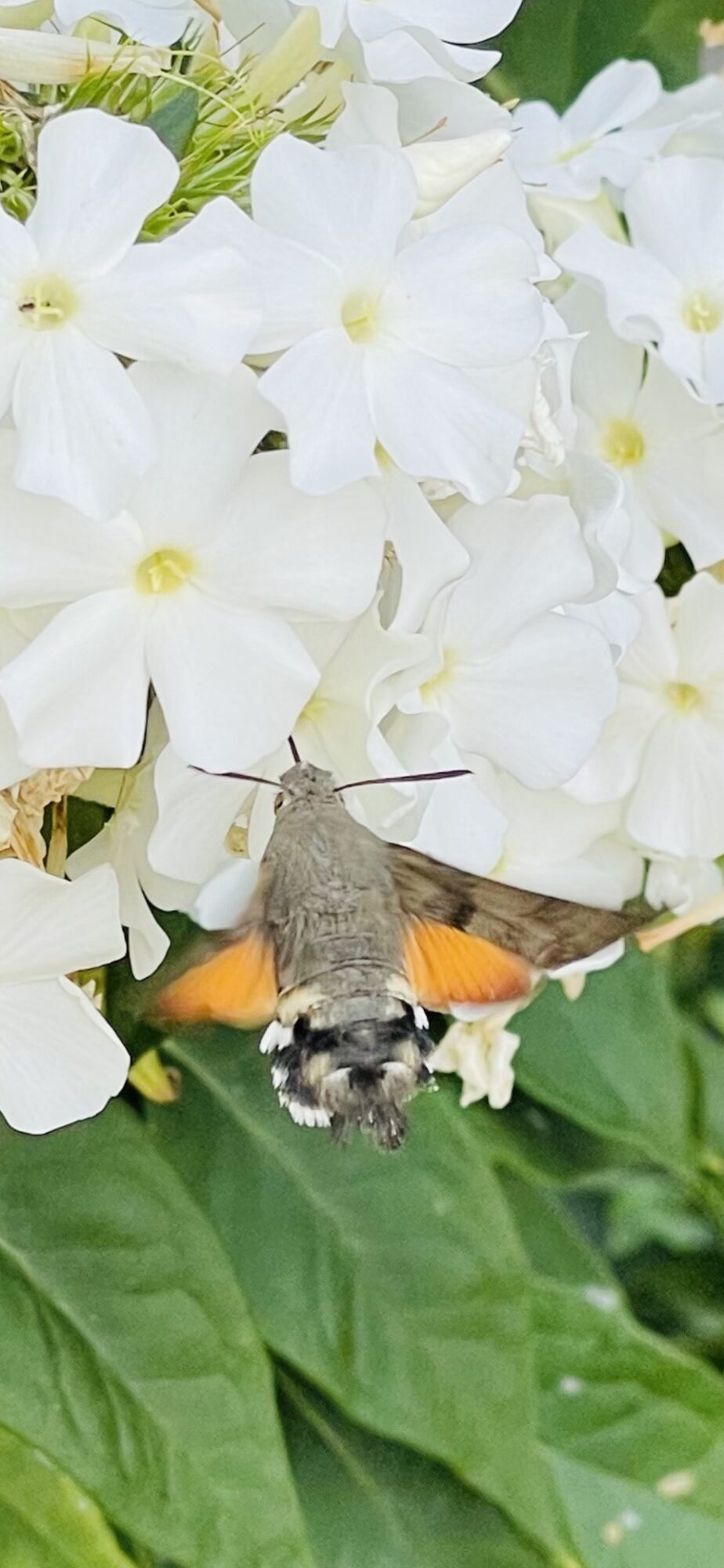 Valokuvaaja: Hannu Iivarinen