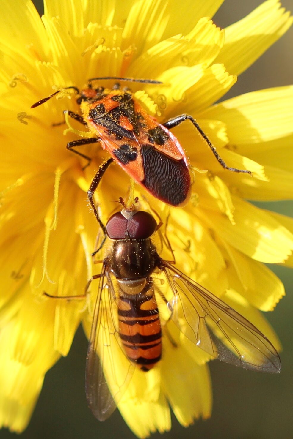 Valokuvaaja: Sari Alisaari