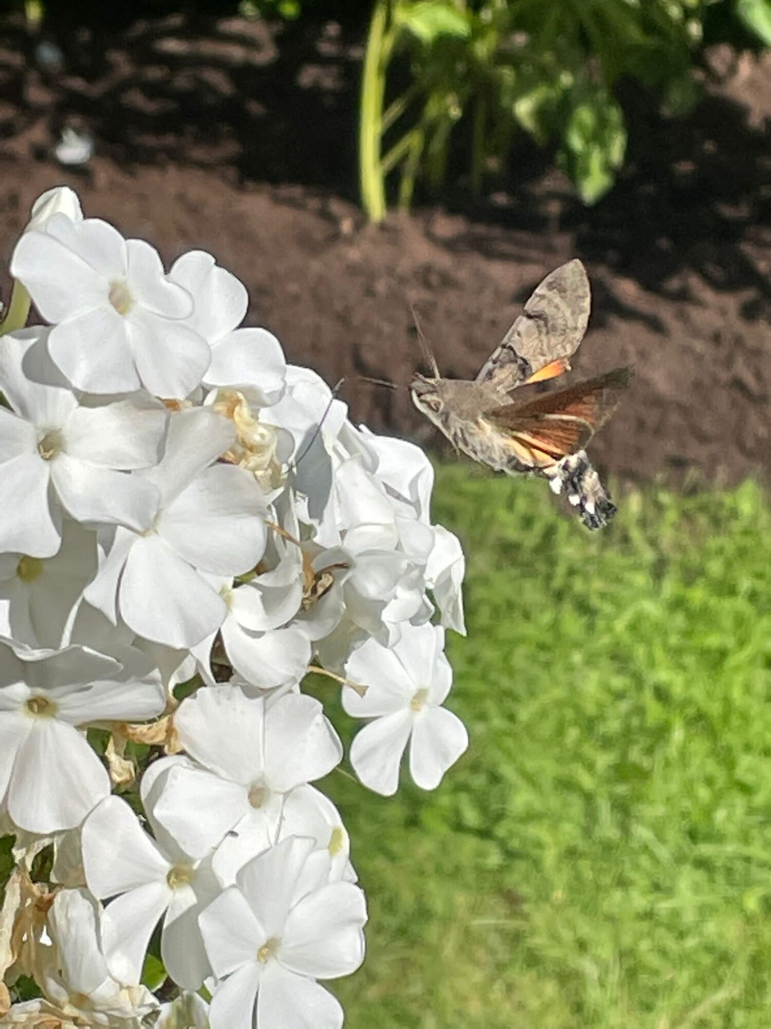 Valokuvaaja: Pekka Laisi
