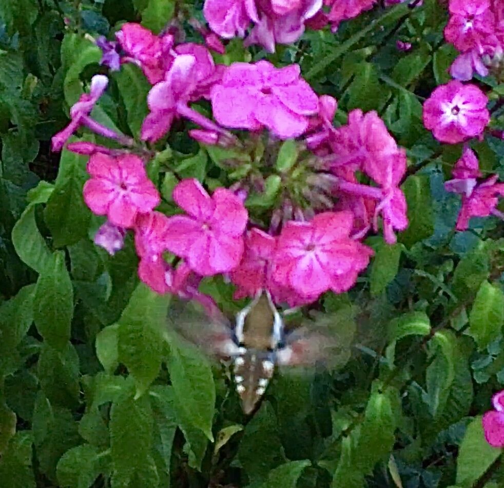 Valokuvaaja: Raija Johansson