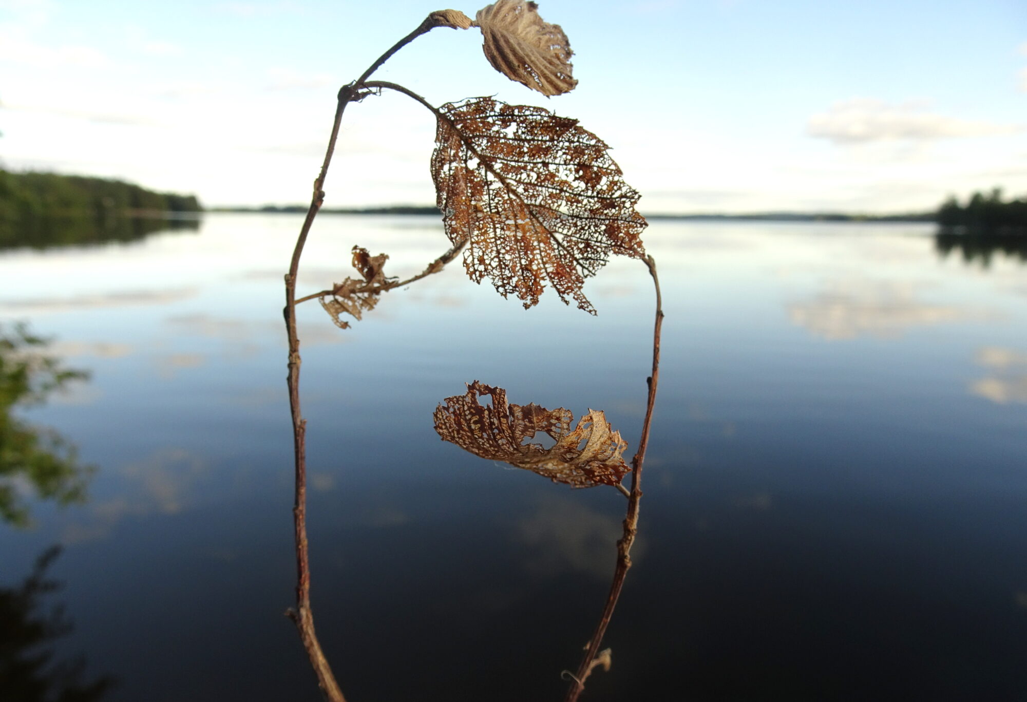 Valokuvaaja: Irja Lehtinen