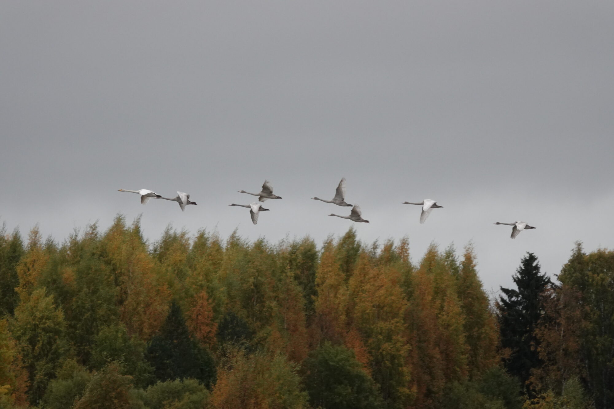 Valokuvaaja: Jenna Pitkänen