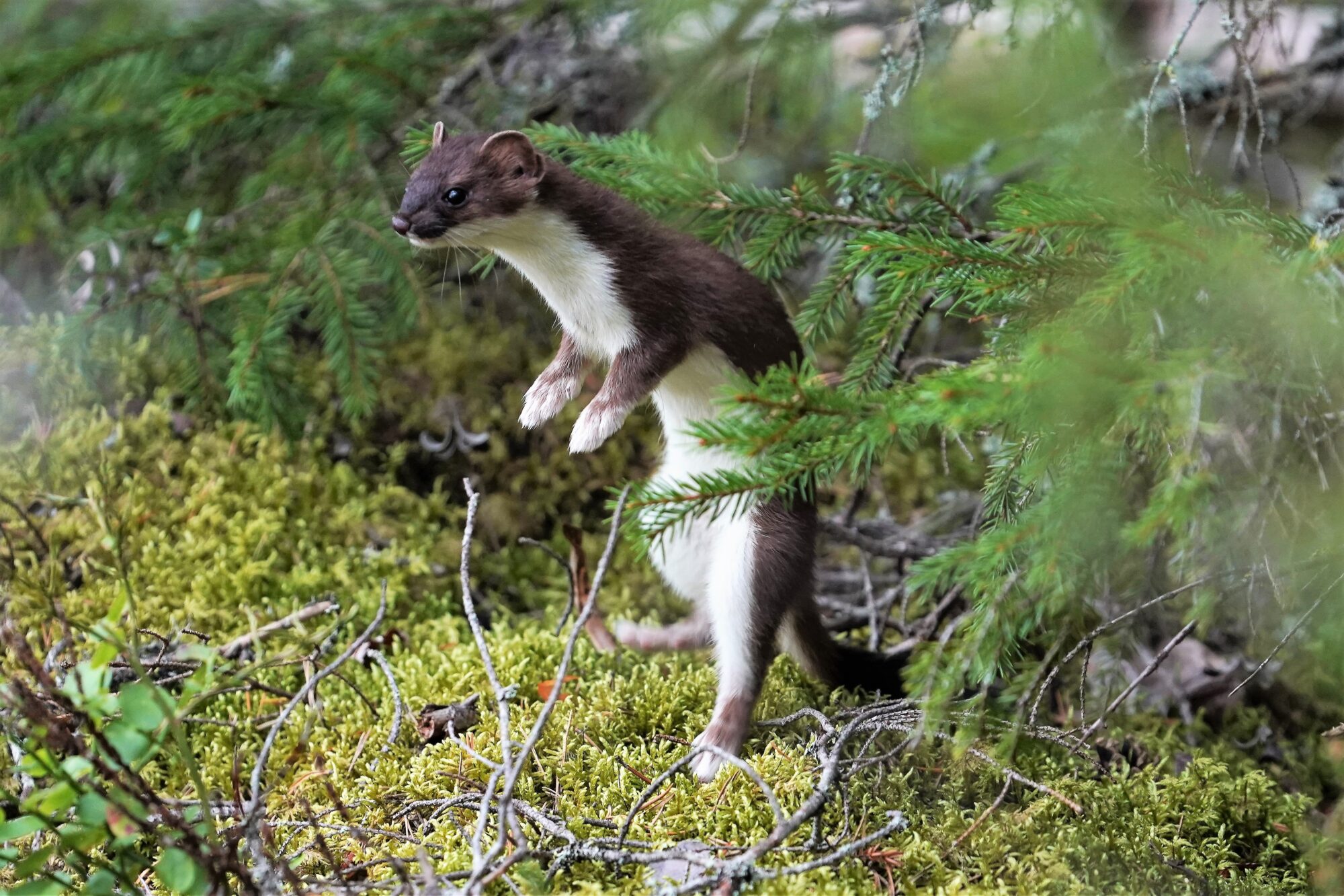 Valokuvaaja: JOUNI TANNER Valokuvaaja: JOUNI TANNER