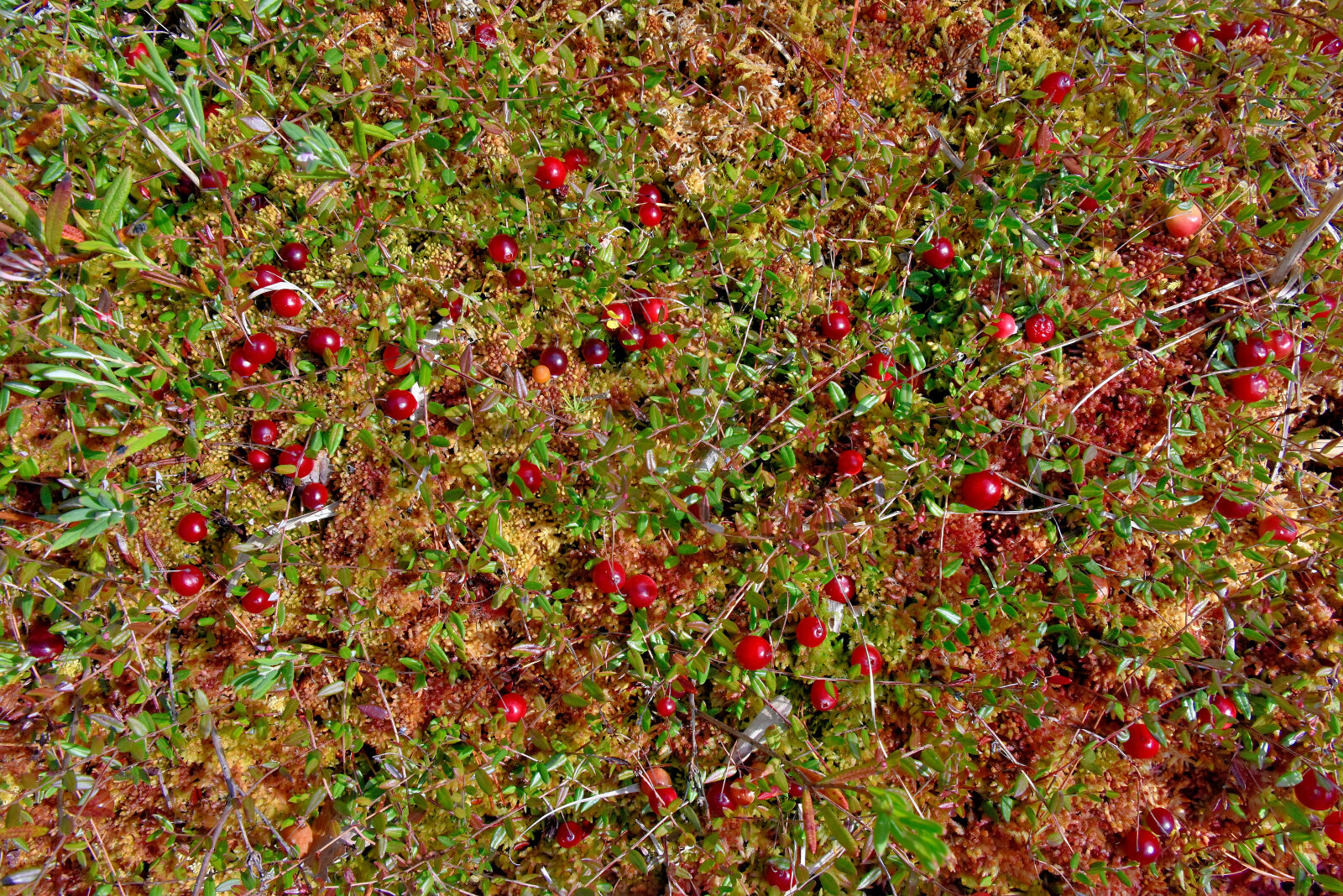 Valokuvaaja: Reijo Juurinen