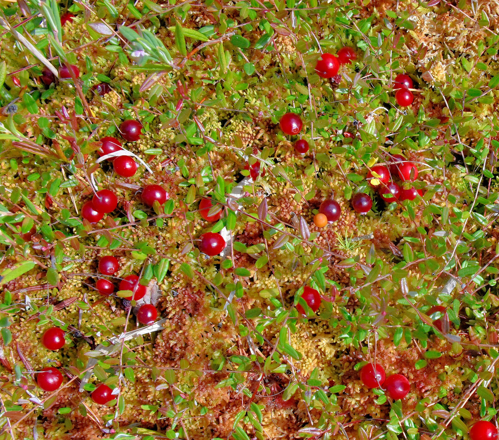 Valokuvaaja: Reijo Juurinen