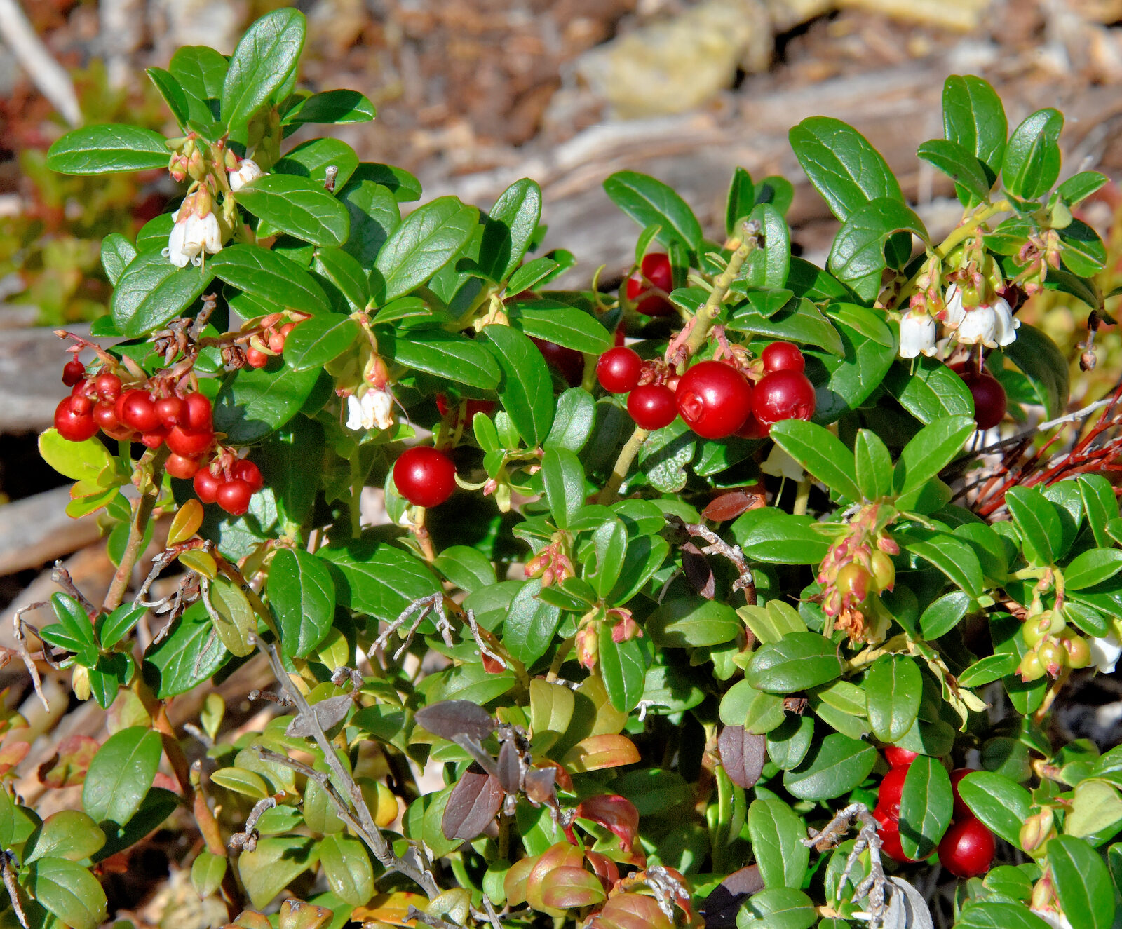 Valokuvaaja: Reijo Juurinen