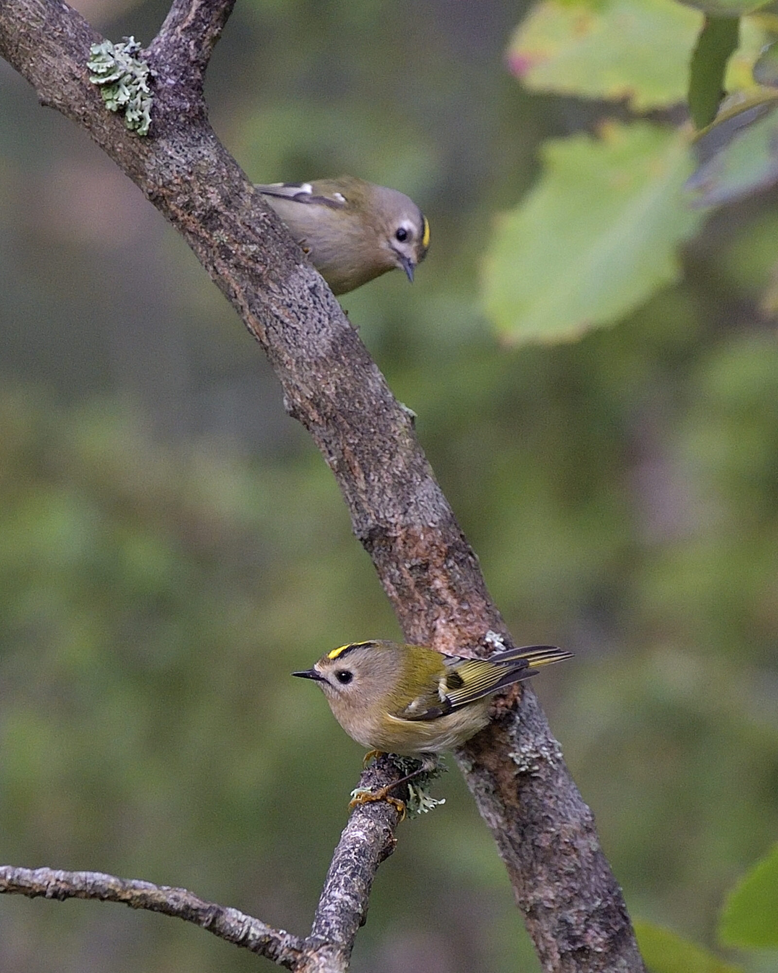 Valokuvaaja: rauno mäkinen