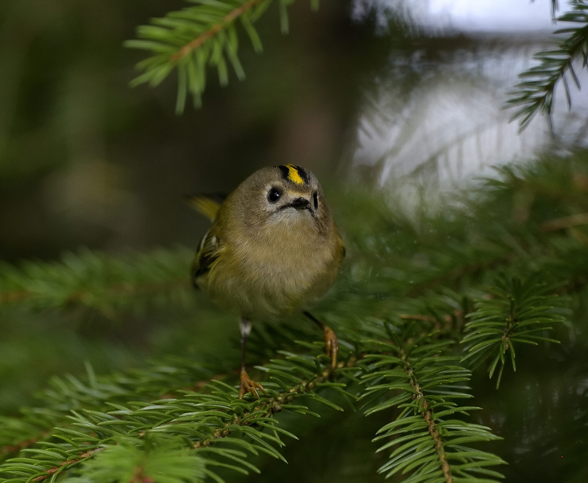 Valokuvaaja: rauno mäkinen