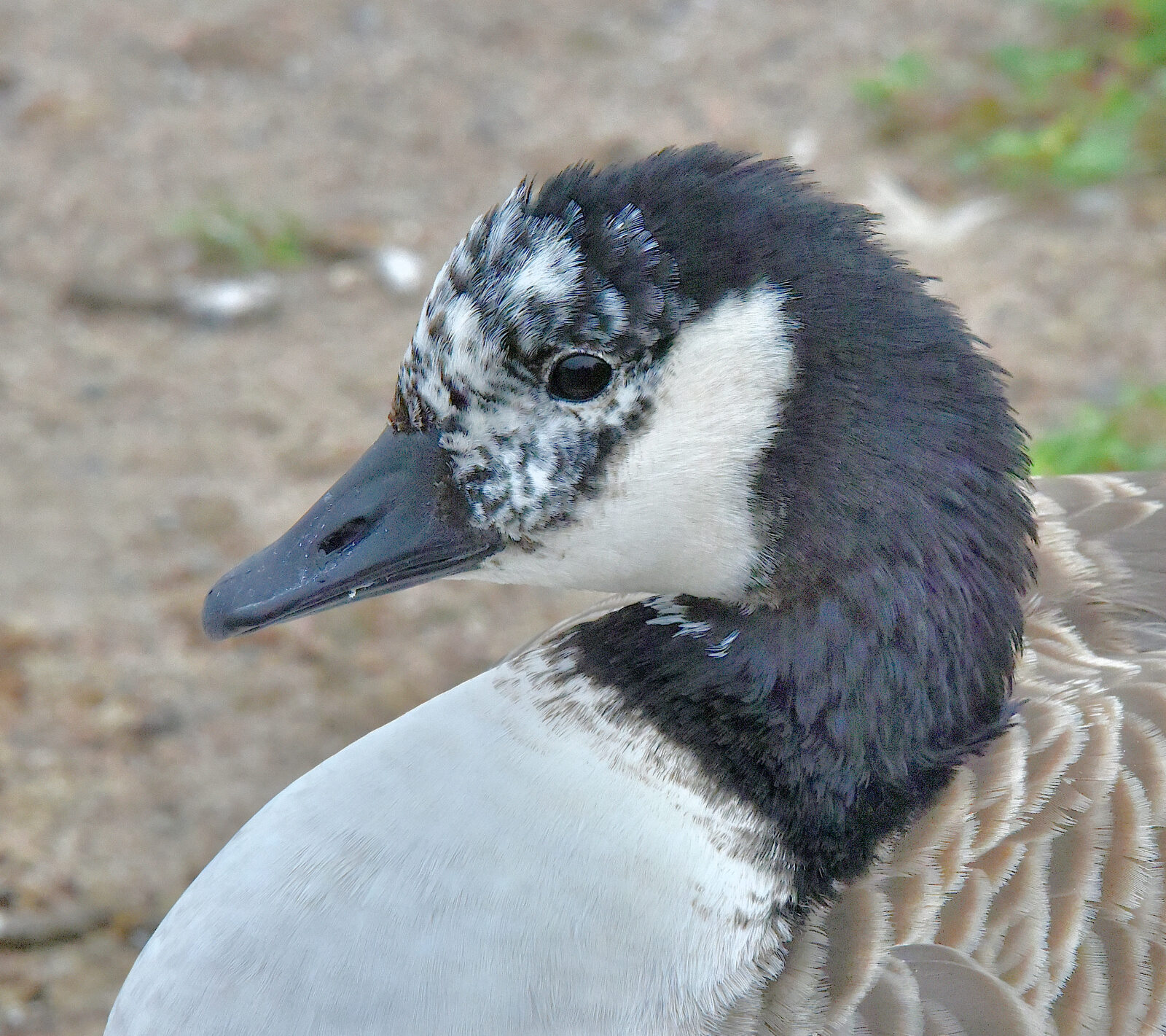 Valokuvaaja: Reijo Juurinen Valokuvaaja: Reijo Juurinen