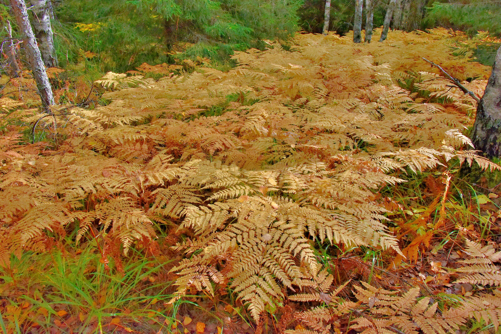 Valokuvaaja: Reijo Juurinen