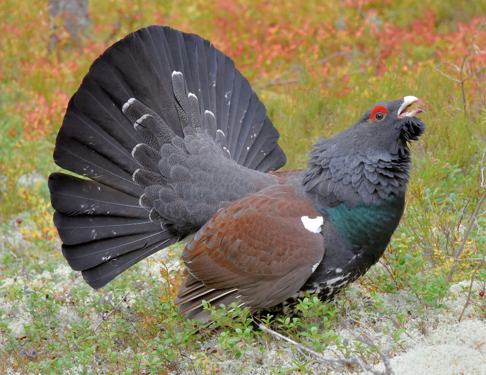Valokuvaaja: Reijo Juurinen Valokuvaaja: Reijo Juurinen