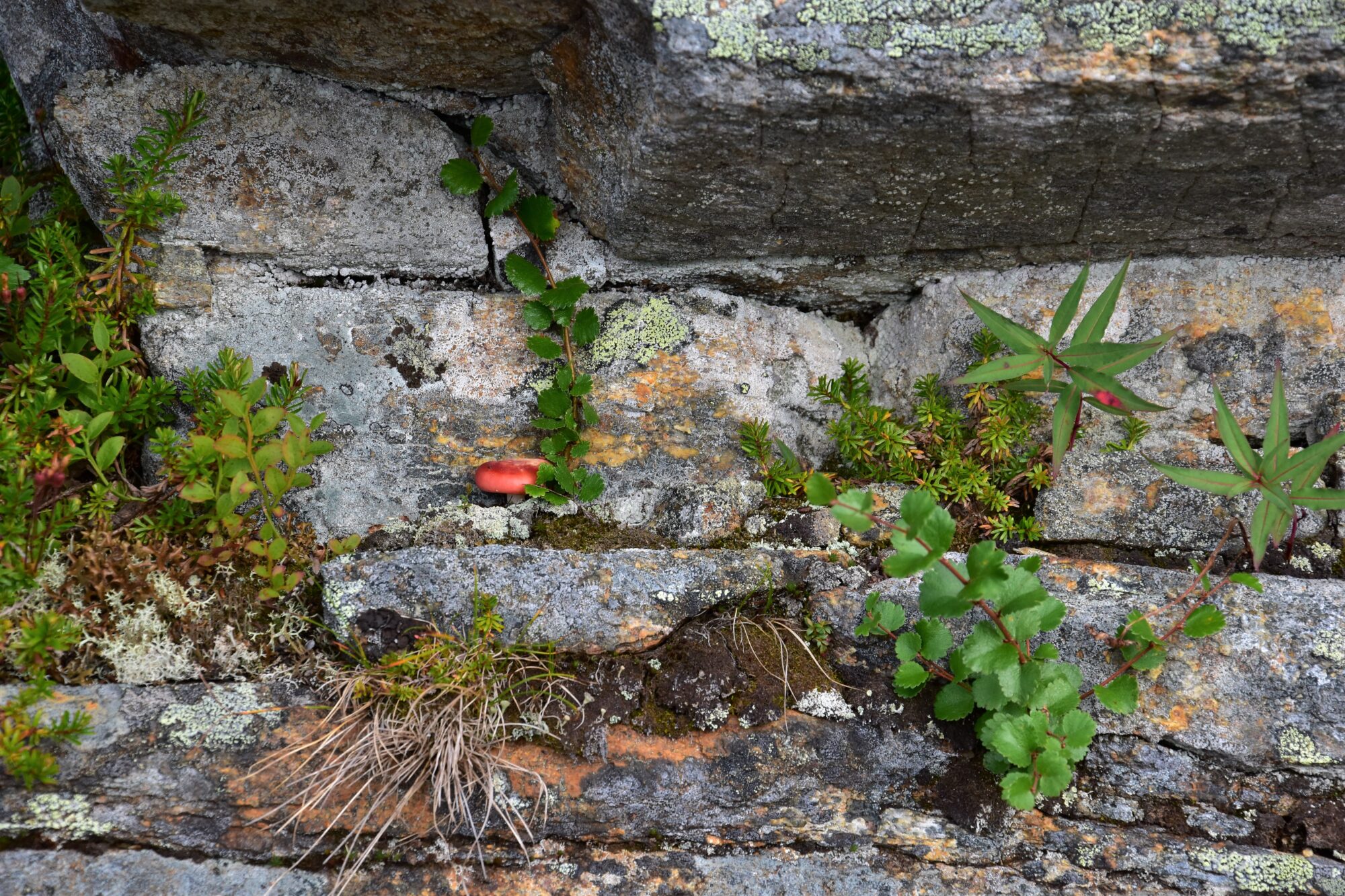 Valokuvaaja: Lahja Toivanen