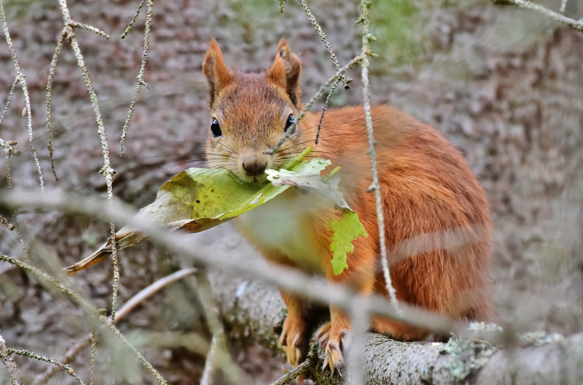 Valokuvaaja: Markku Pelkonen Valokuvaaja: Markku Pelkonen