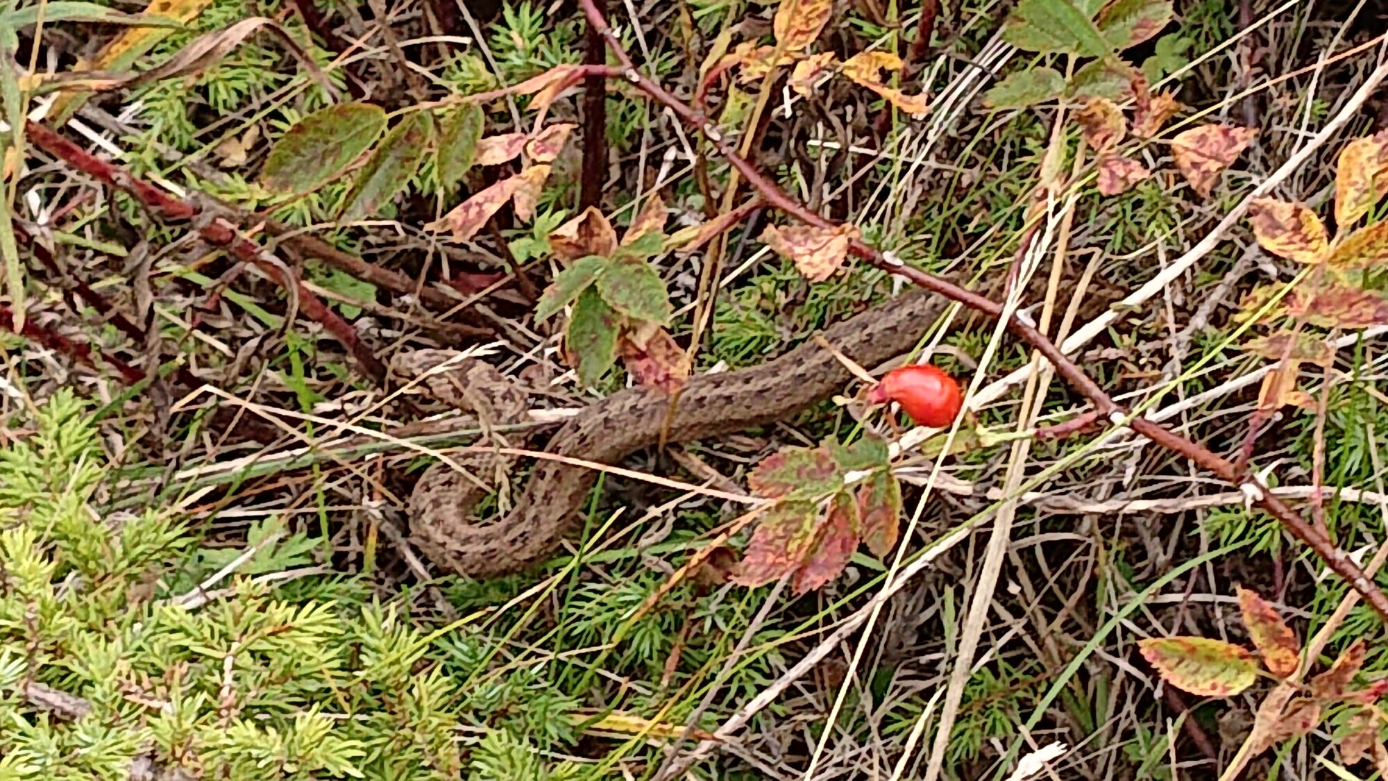 Valokuvaaja: Pasi Lehmus