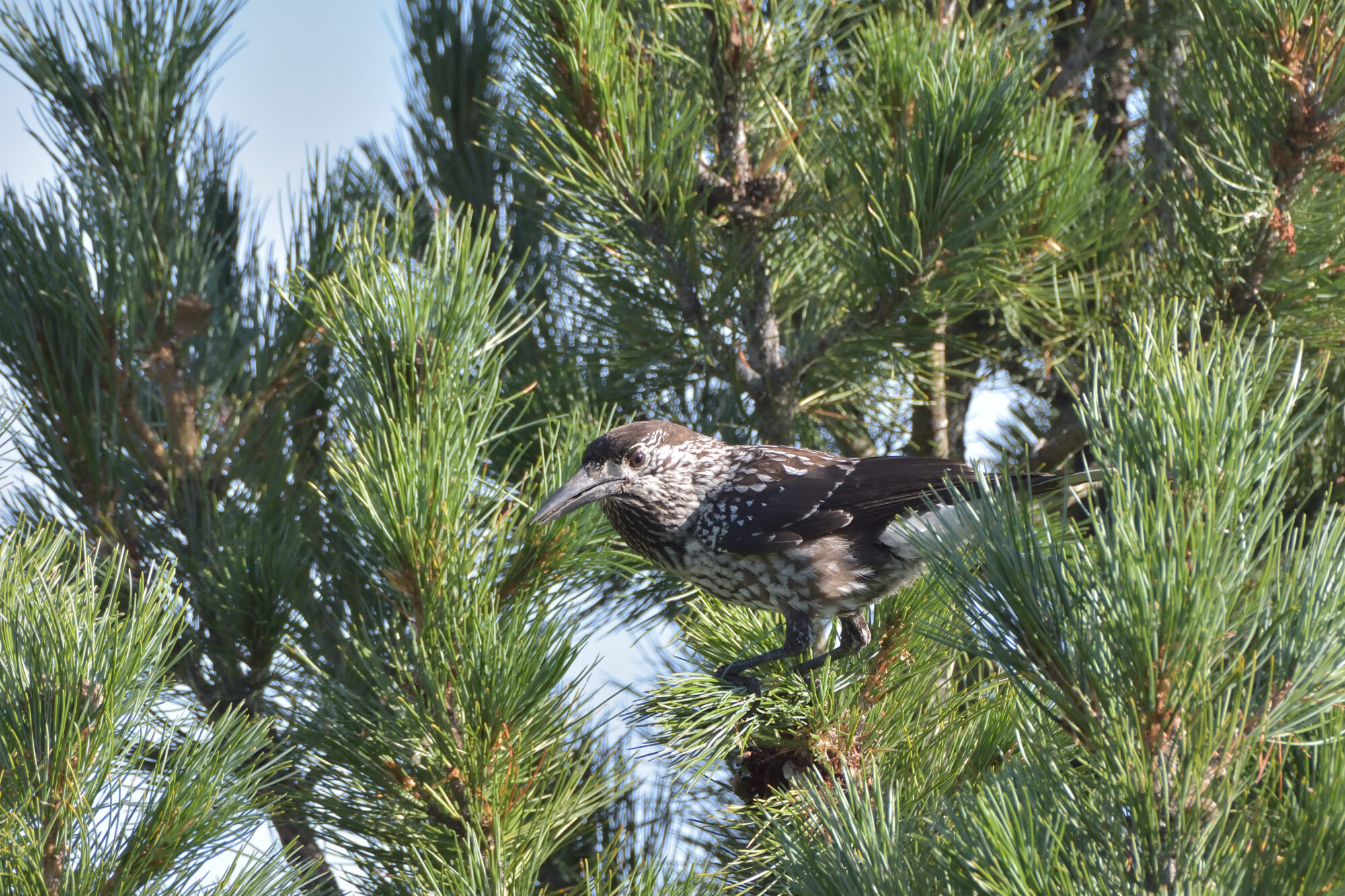 Valokuvaaja: Asko Heikkinen