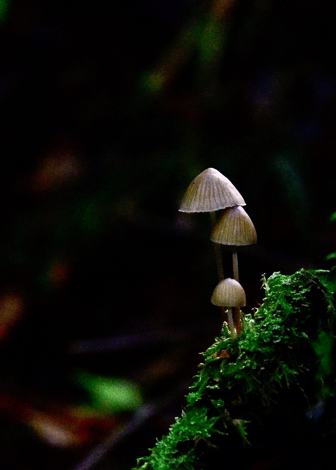 Valokuvaaja: Lasse Rokka