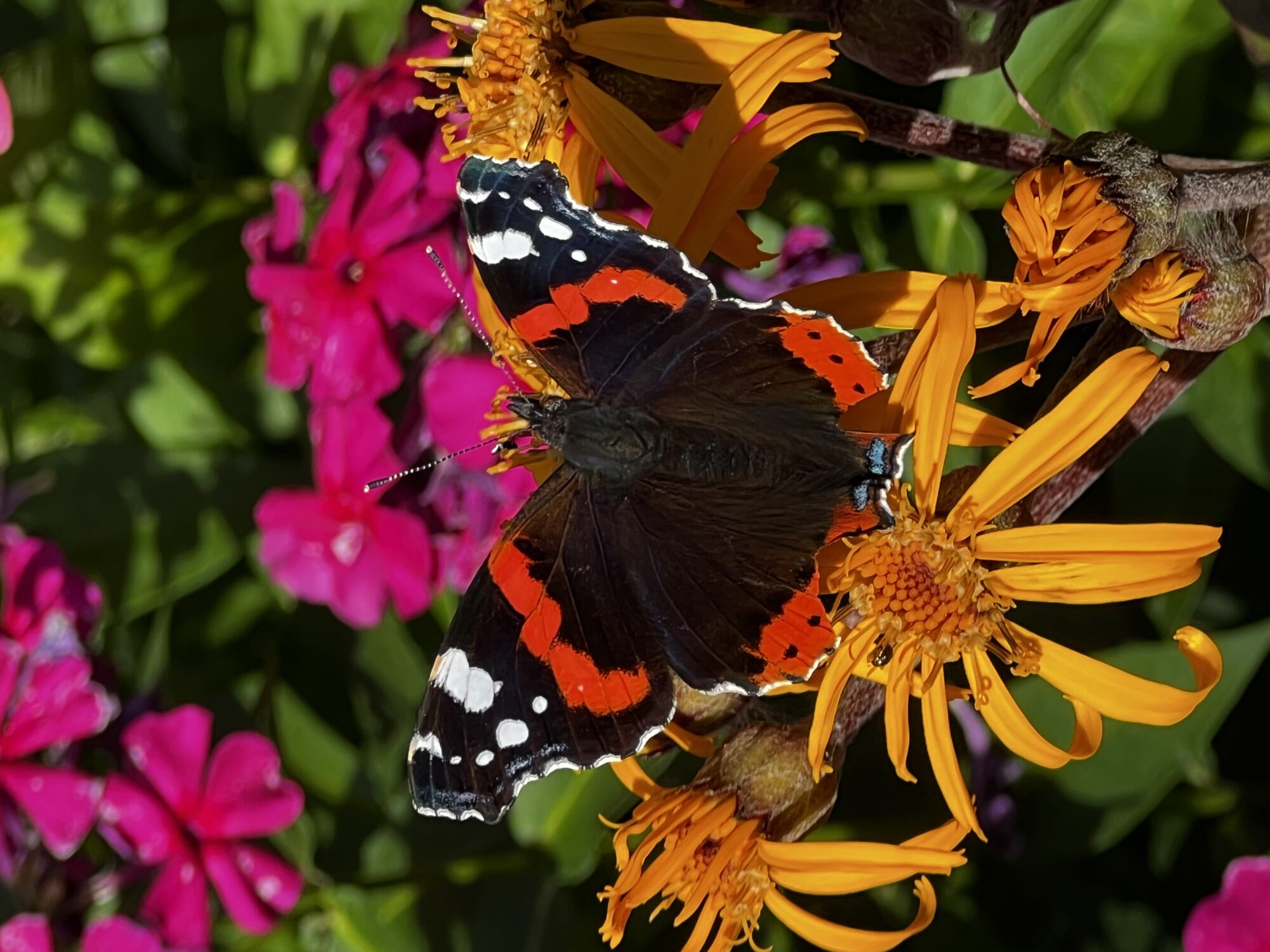 Valokuvaaja: Tuovi Tanskanen