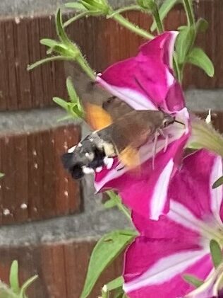 Valokuvaaja: Pirkko Tirronen