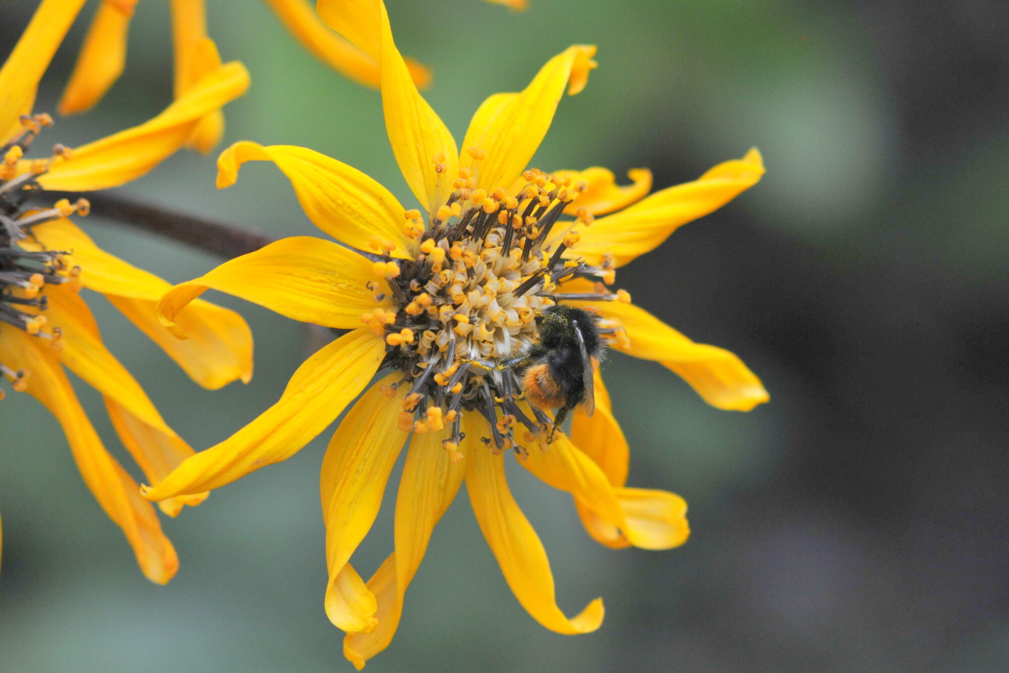 Valokuvaaja: Kaarlo Asikainen