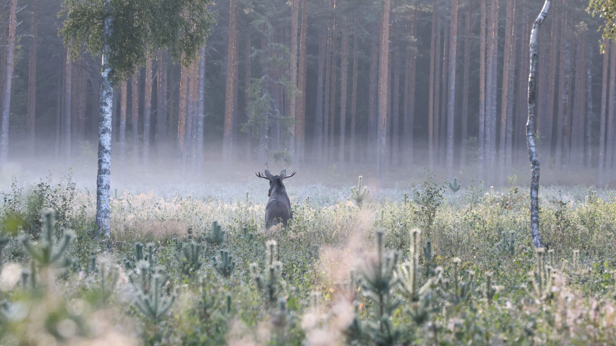Valokuvaaja: Ari Lempiäinen