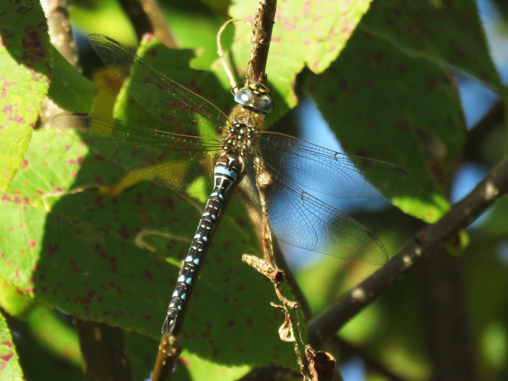 Valokuvaaja: Liisa Johansson