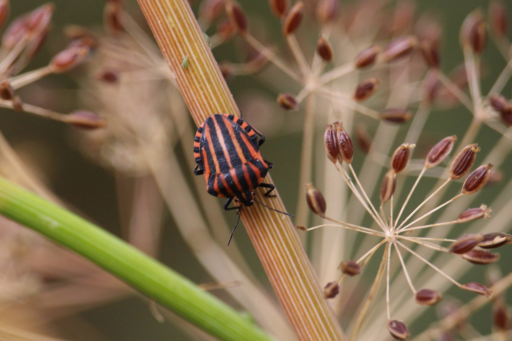 Valokuvaaja: Kirsi-Marja Joenpolvi