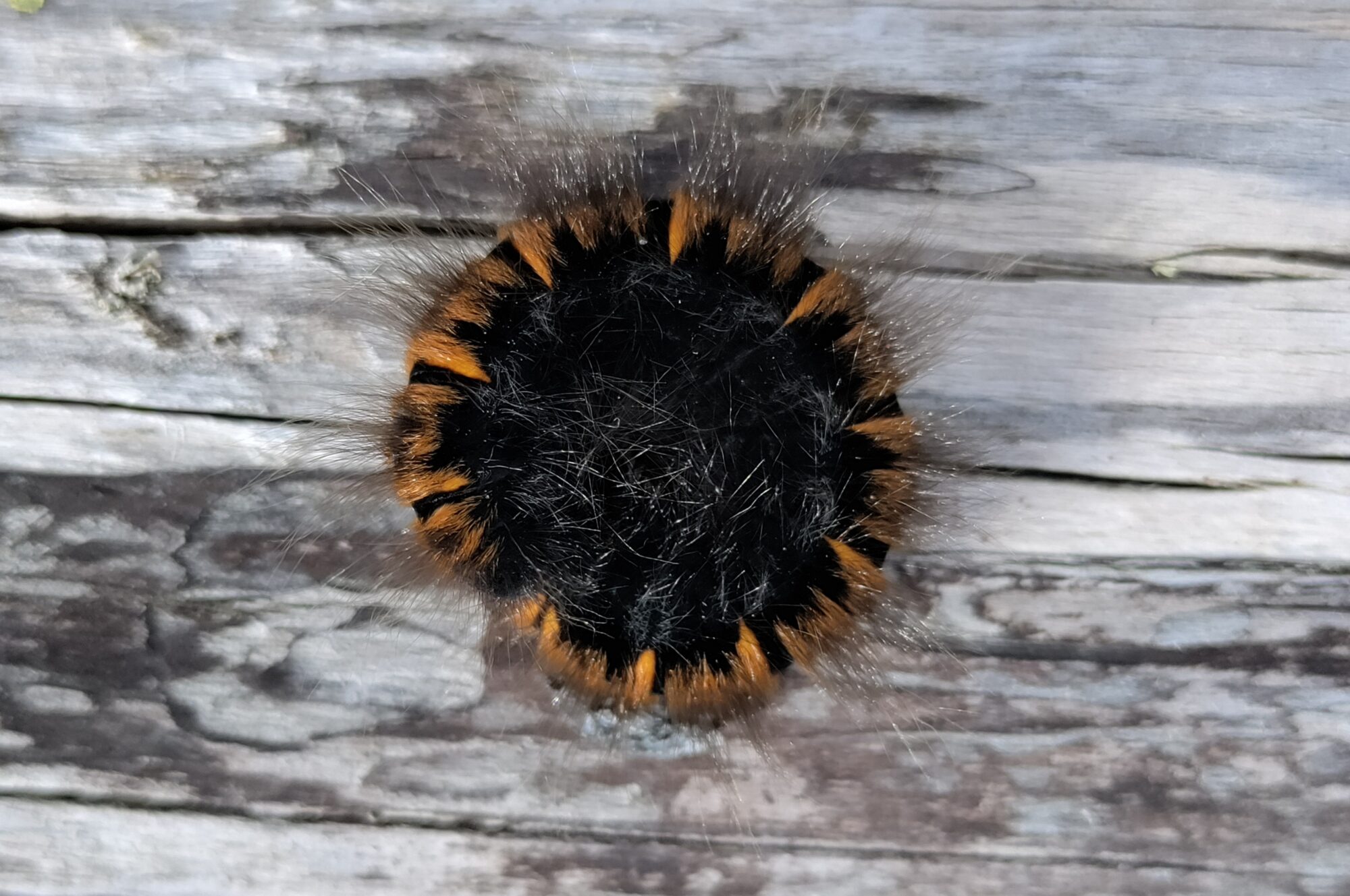 Valokuvaaja: Helena Sytelä