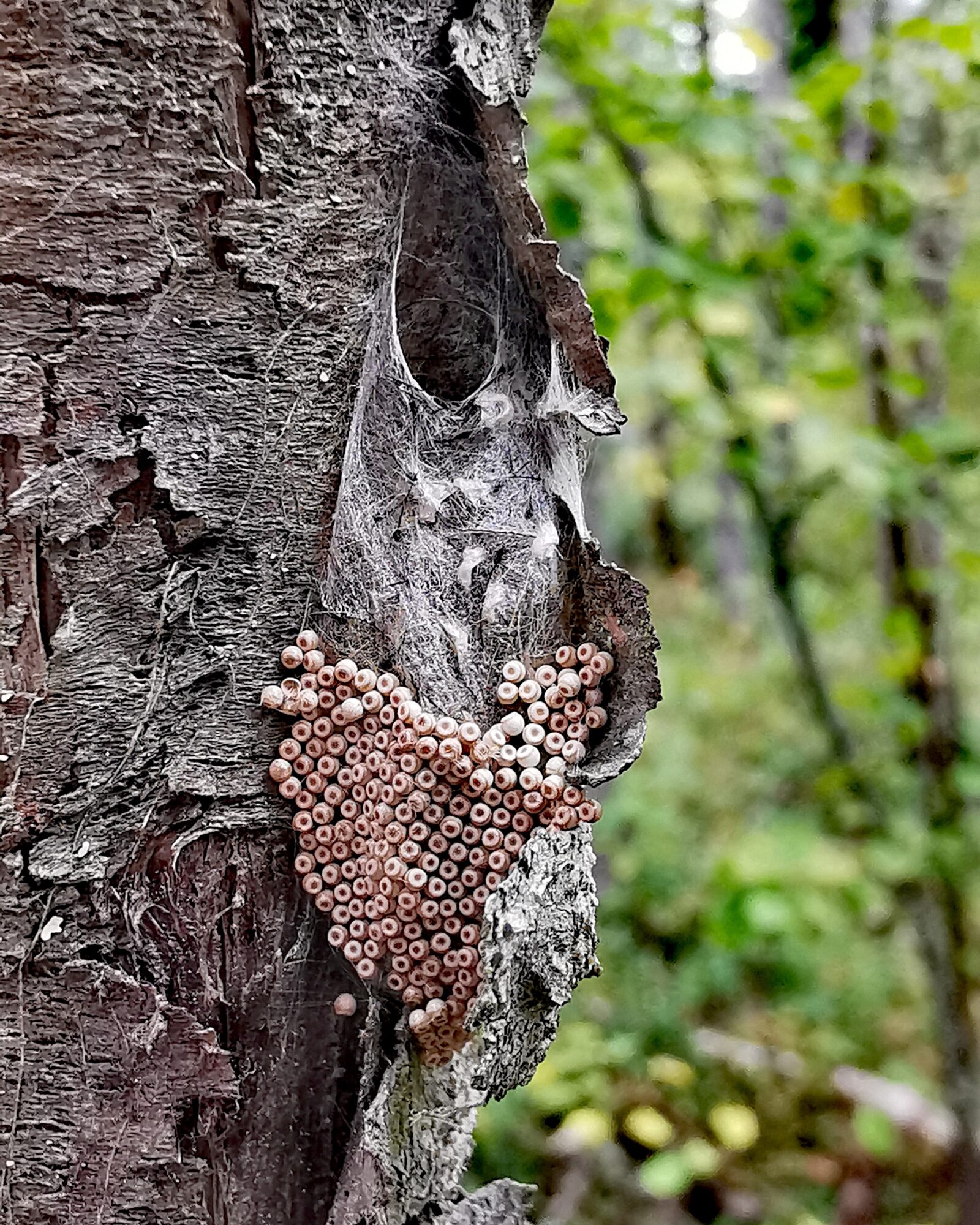 Valokuvaaja: Anne Okulow