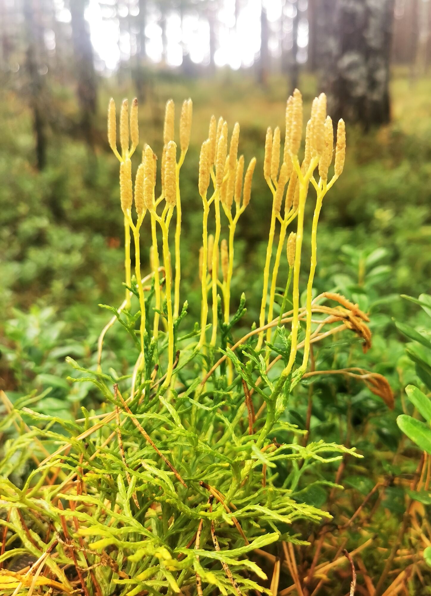 Valokuvaaja: Satu Kuningas