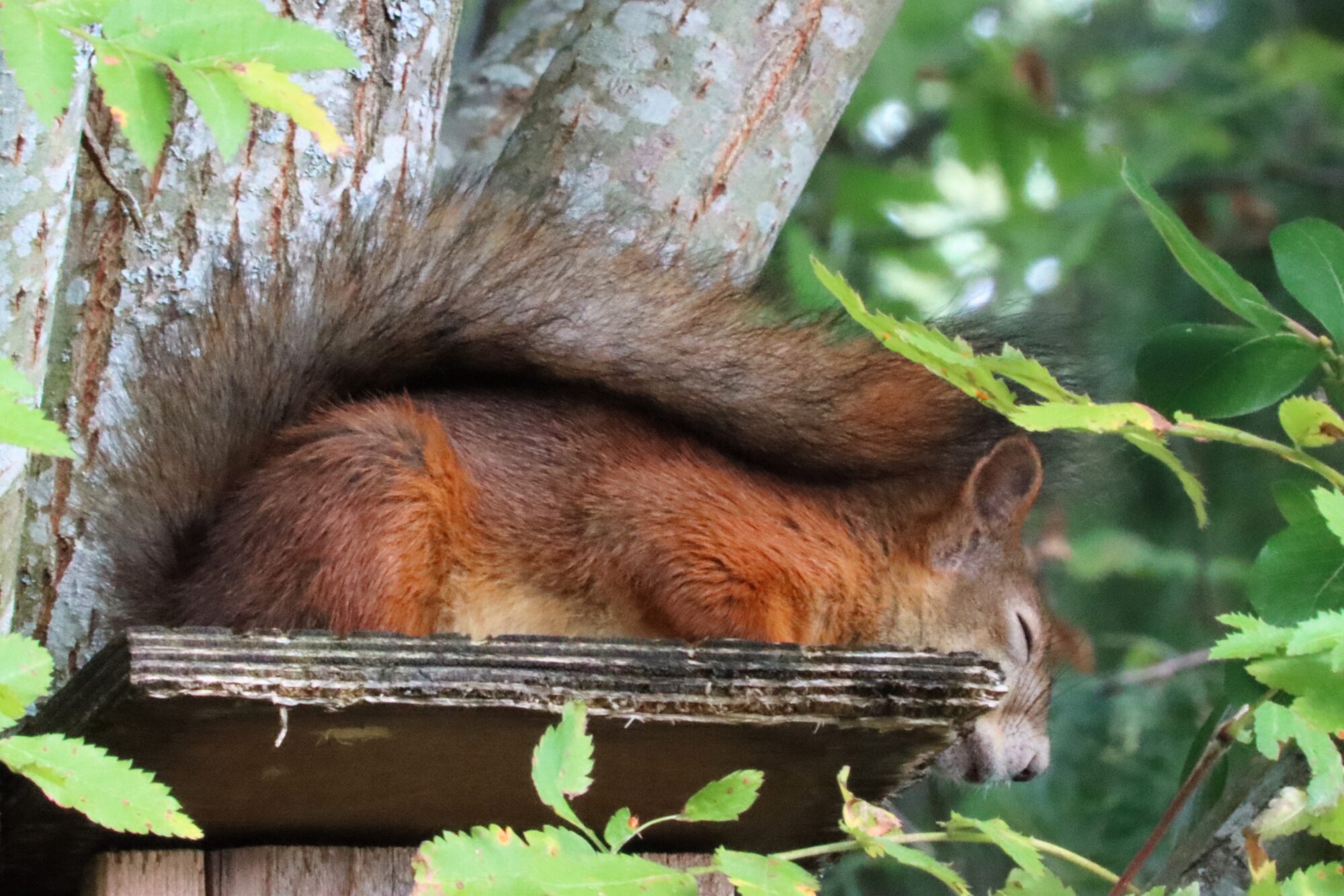 Valokuvaaja: Irja Lehtinen