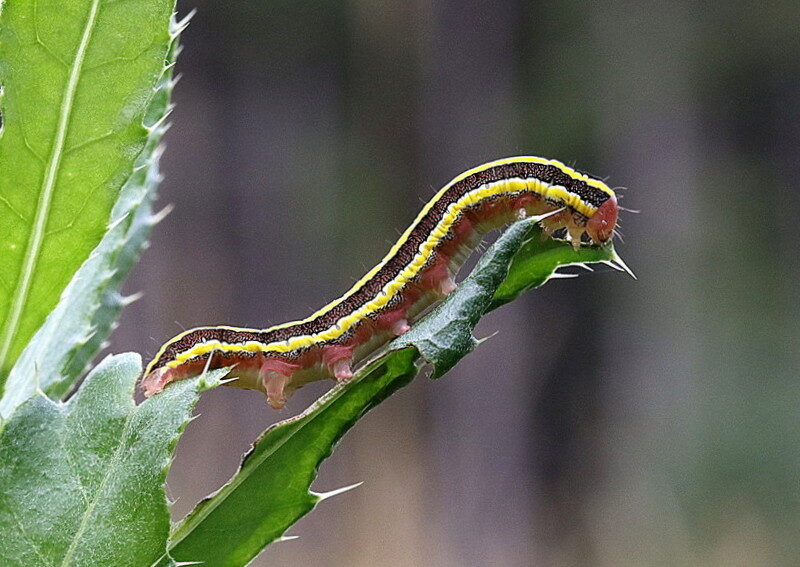 Valokuvaaja: Hannu Rasiranta
