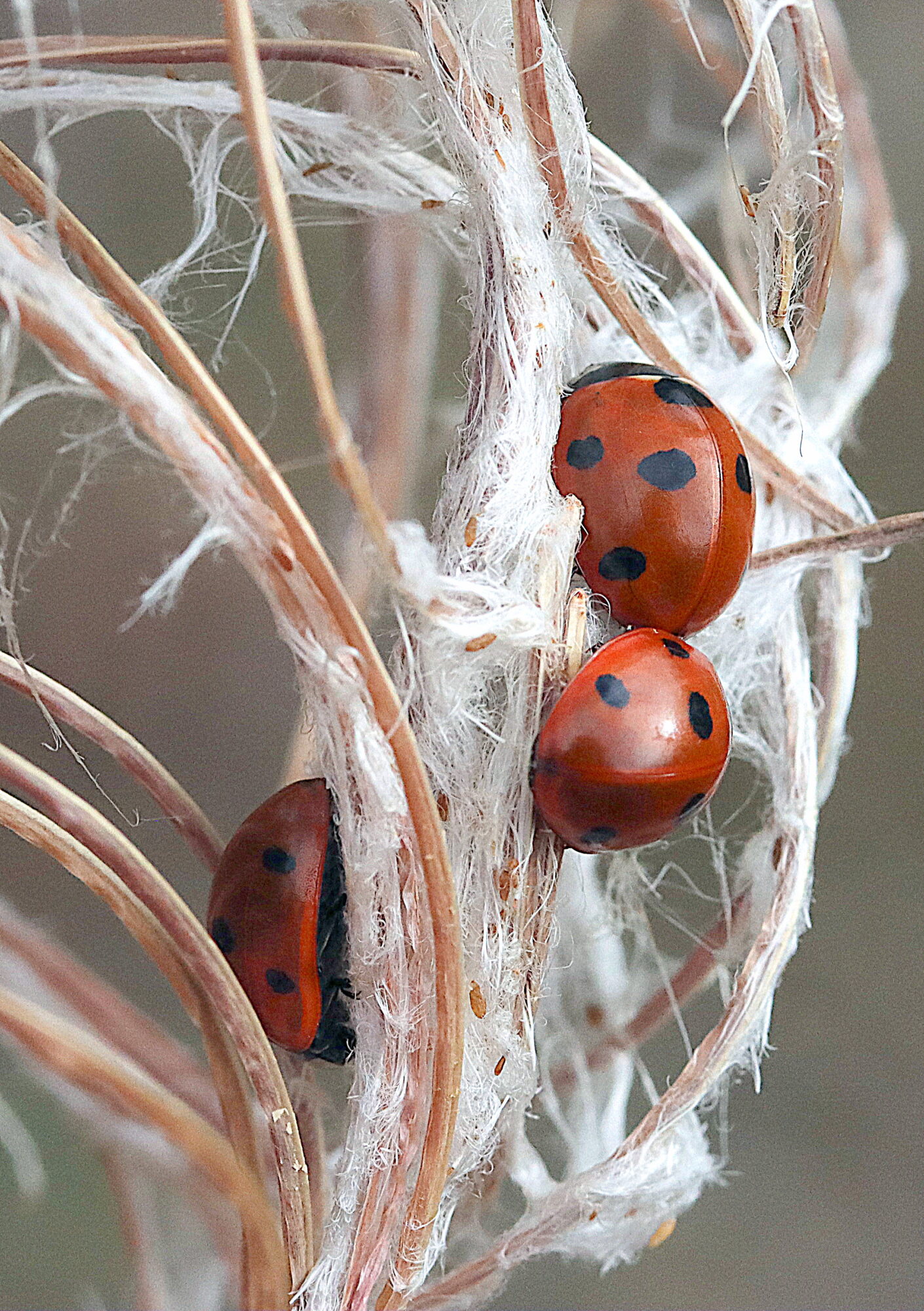 Valokuvaaja: Hannu Rasiranta