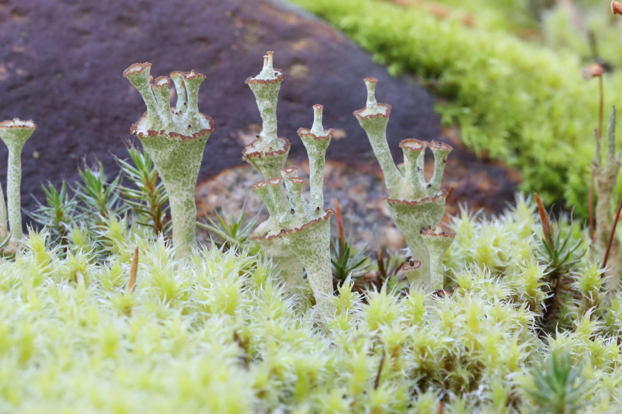 Valokuvaaja: Hannu Rasiranta