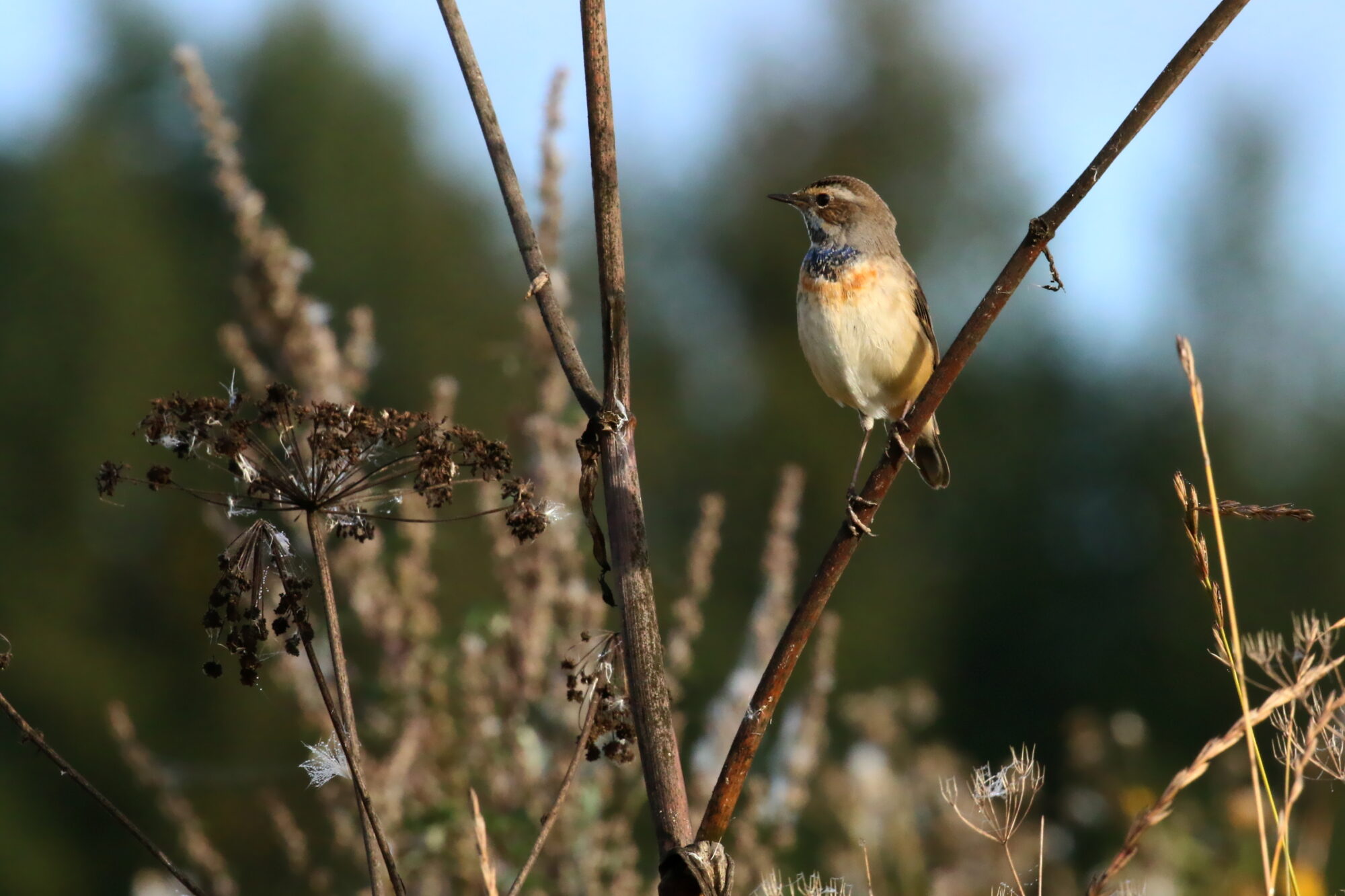 Valokuvaaja: Antero Tykkyläinen