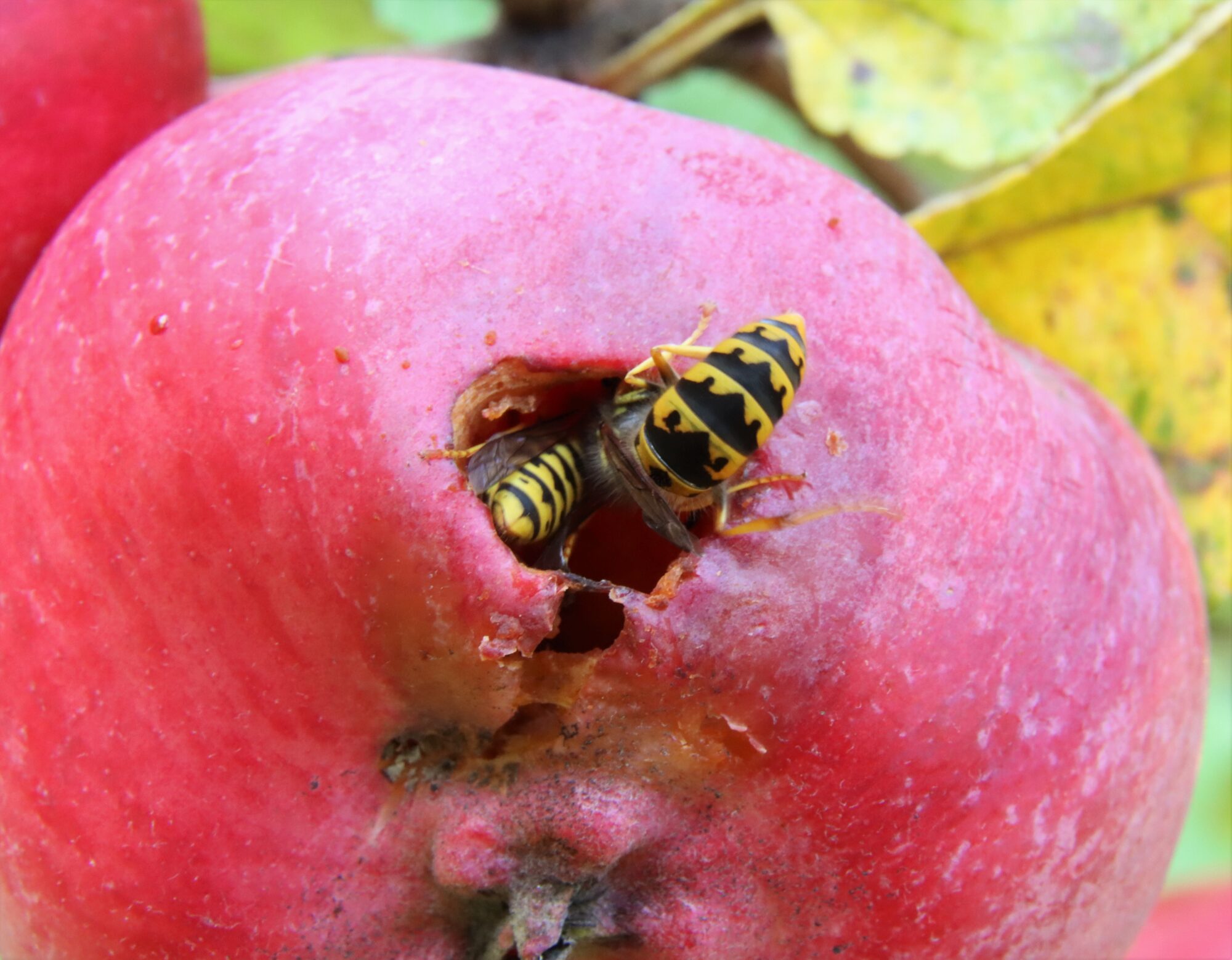 Valokuvaaja: Irja Lehtinen