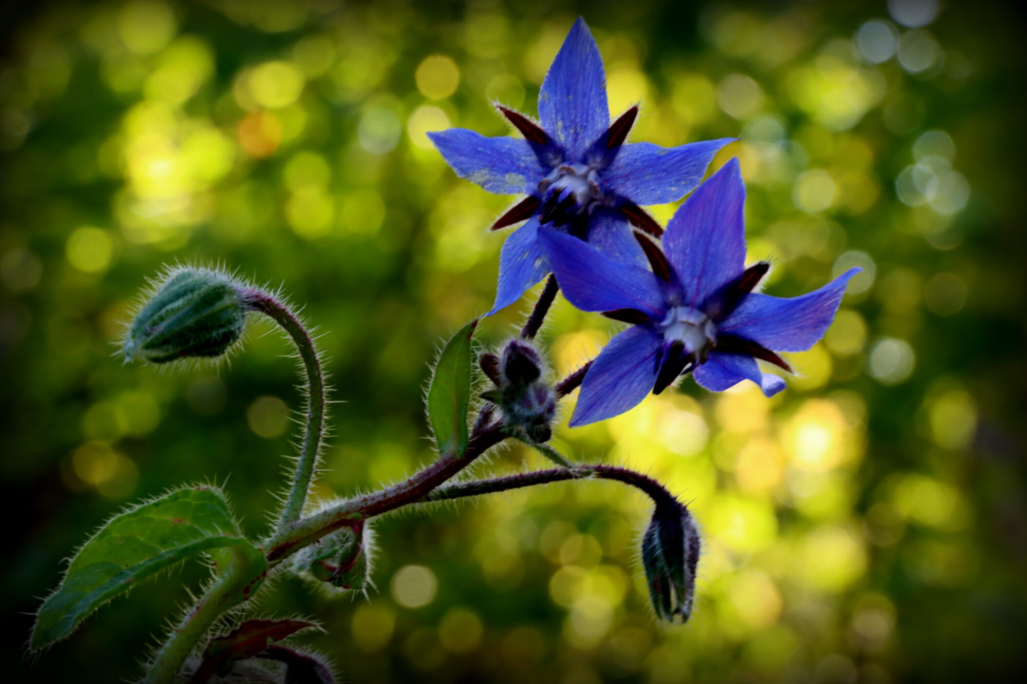 Valokuvaaja: Irja Lehtinen