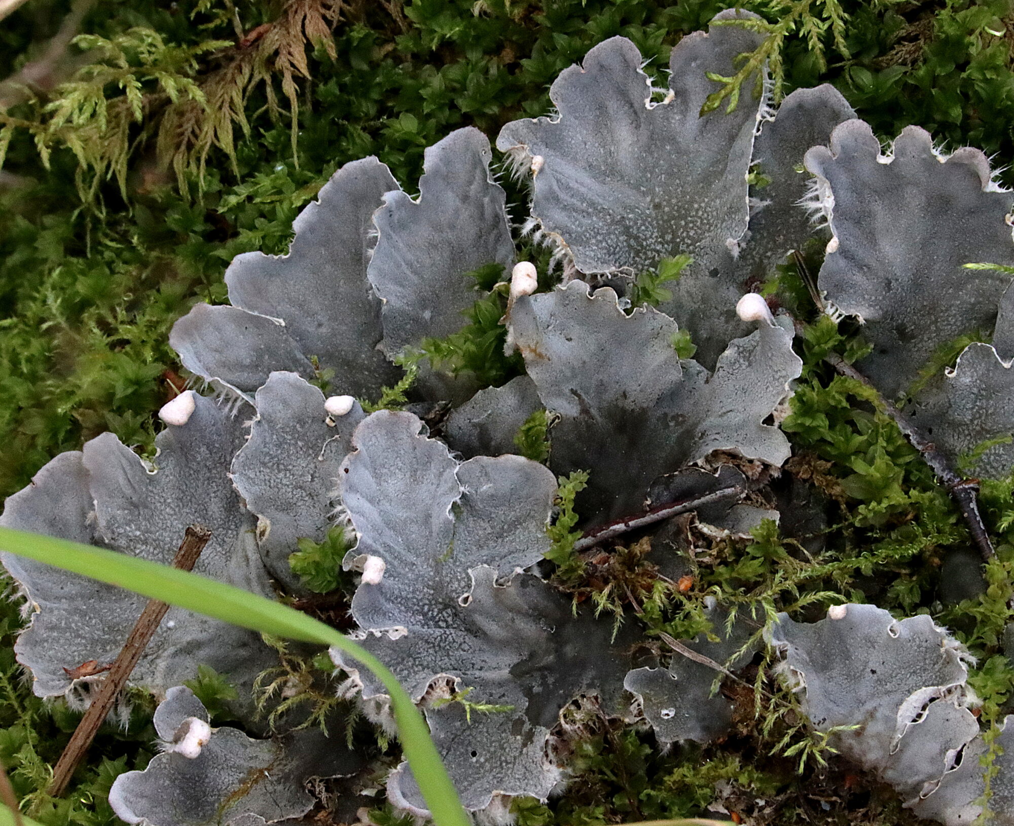 Valokuvaaja: Irja Lehtinen