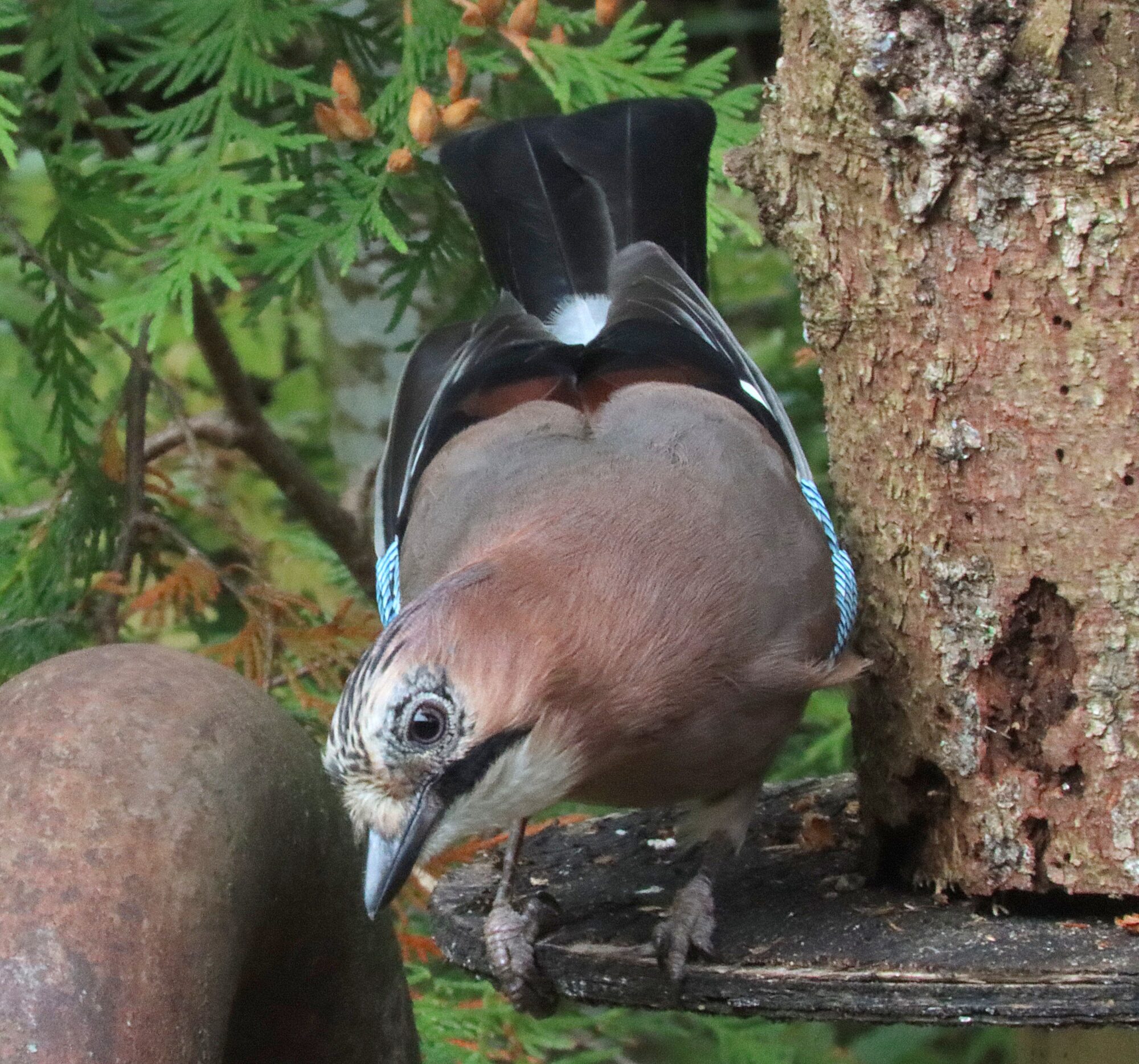 Valokuvaaja: Irja Lehtinen