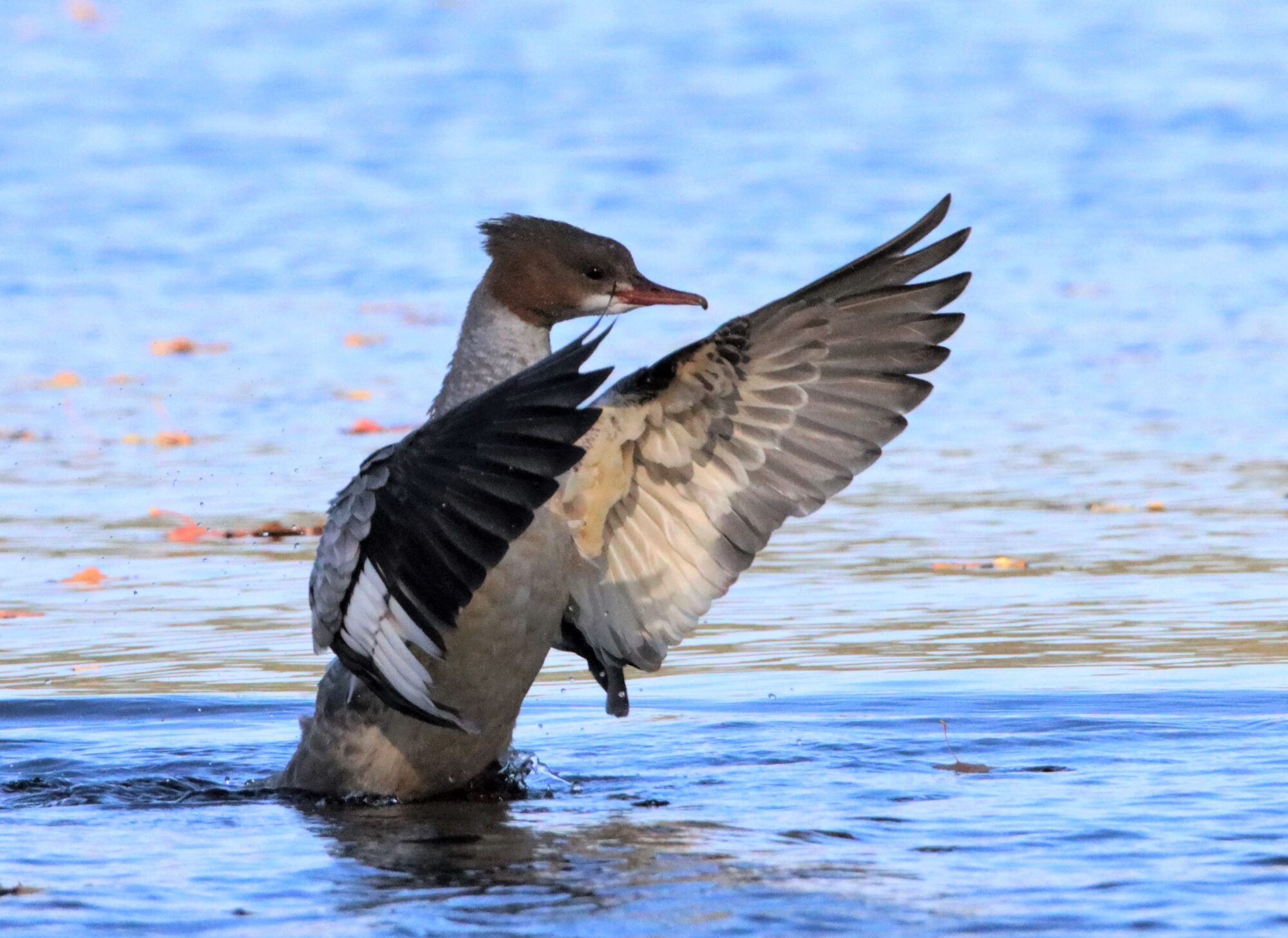 Valokuvaaja: Irja Lehtinen