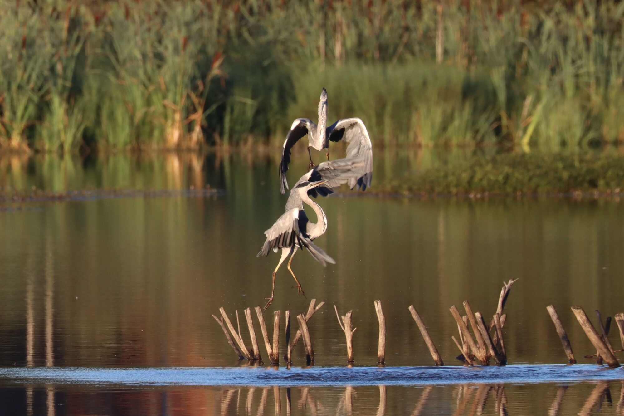 Valokuvaaja: Susanna Hannula