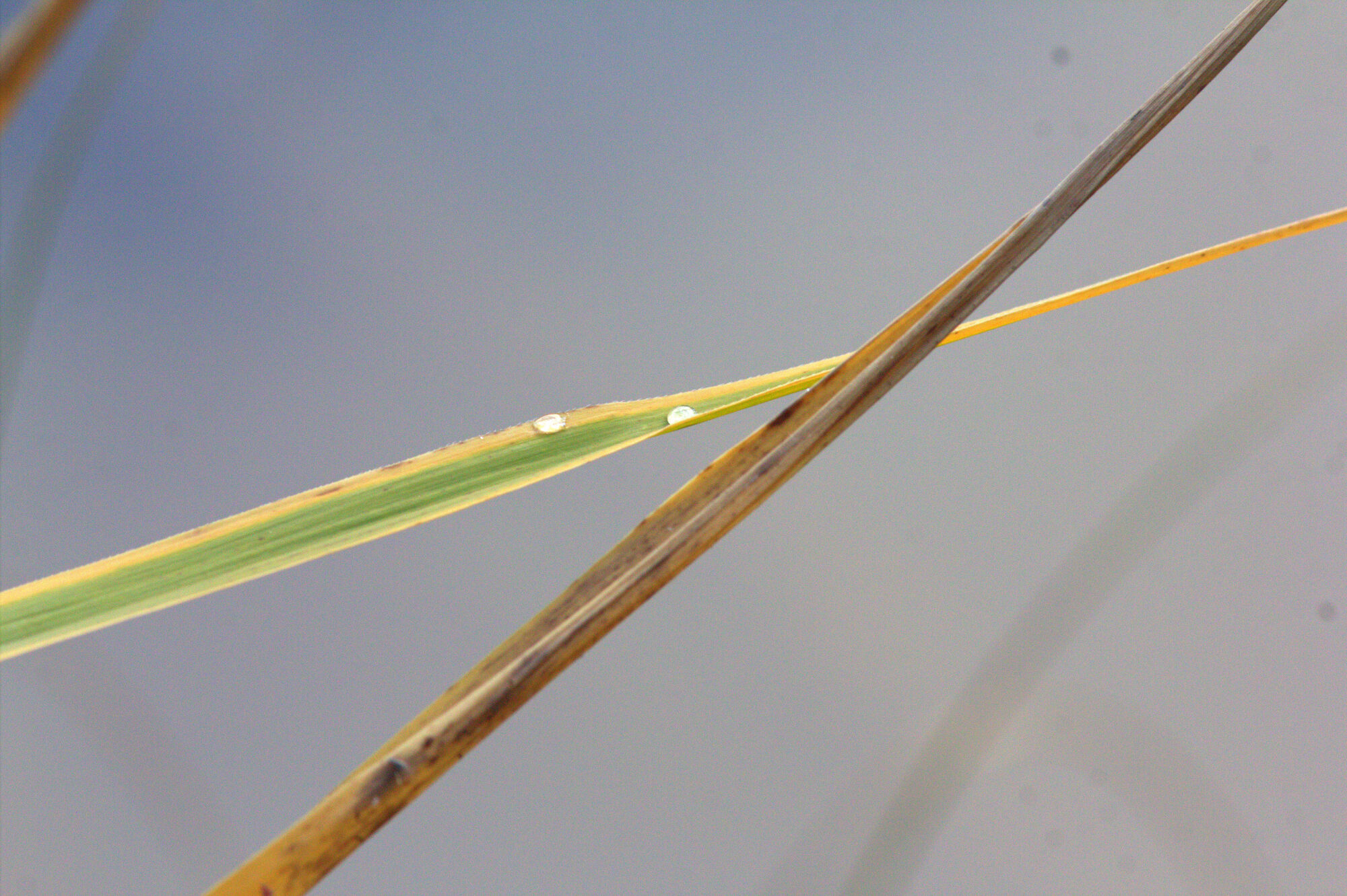 Valokuvaaja: Tapio Keinonen