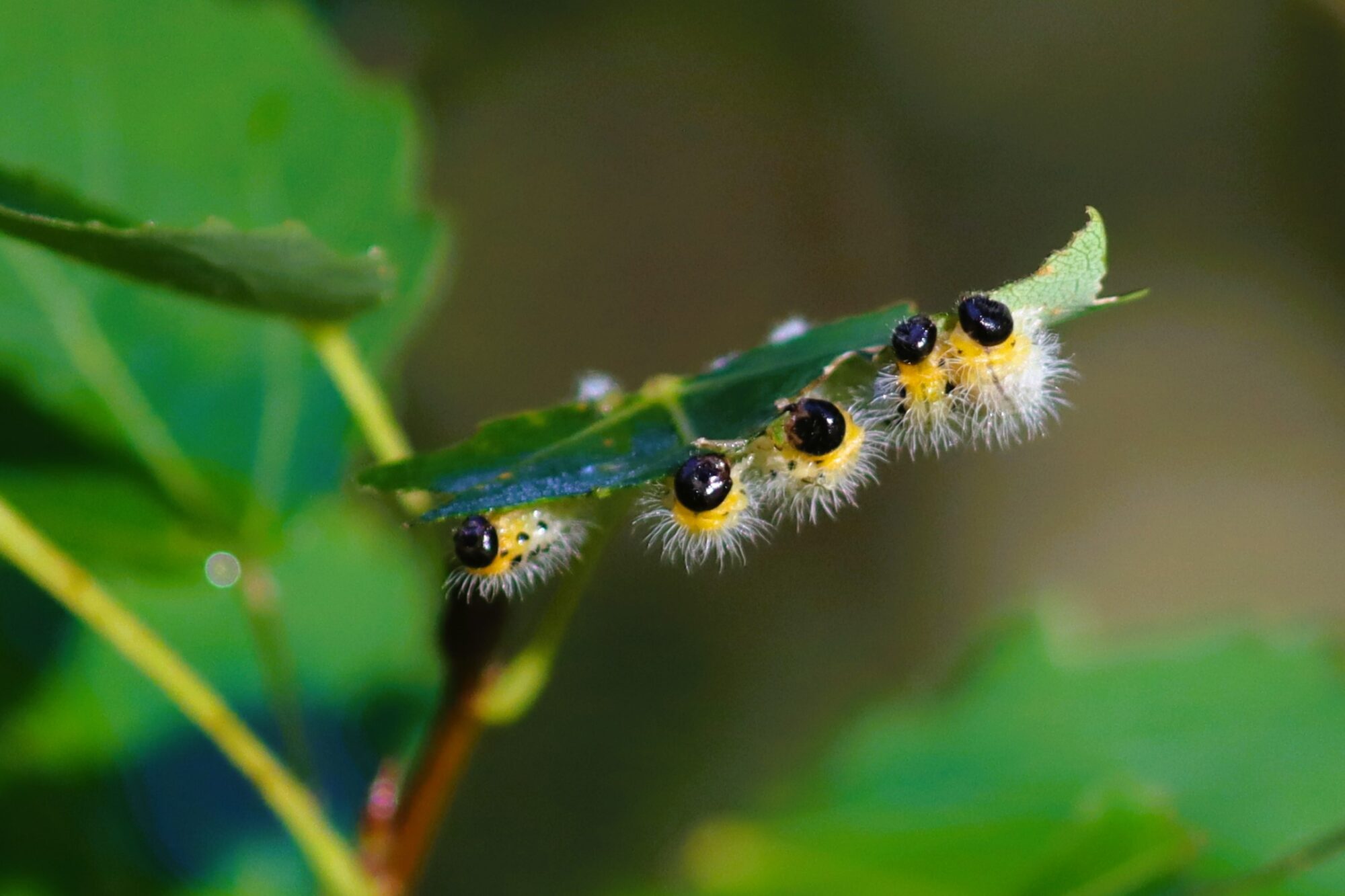 Valokuvaaja: Susanna Hannula