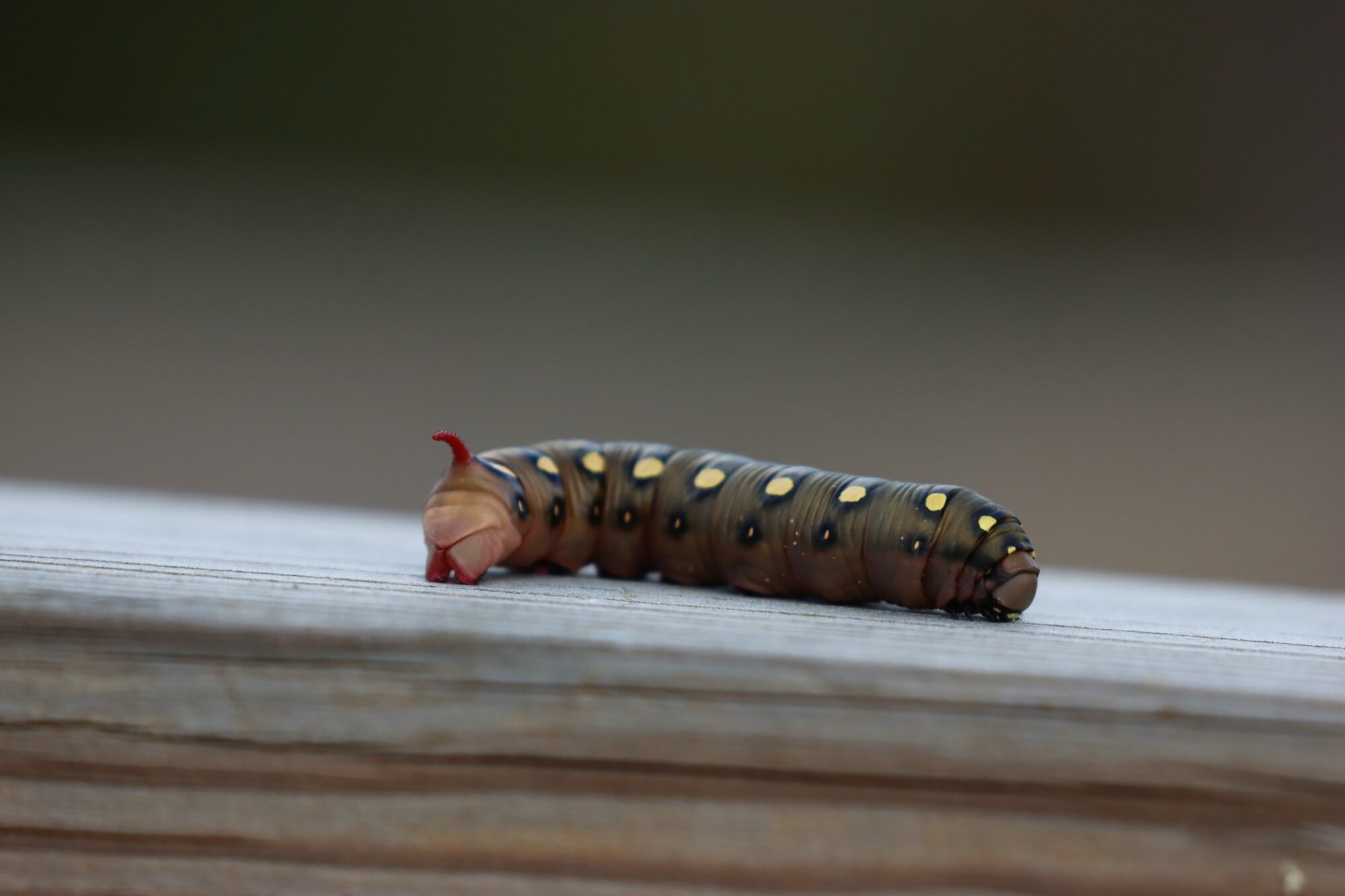 Valokuvaaja: Susanna Hannula