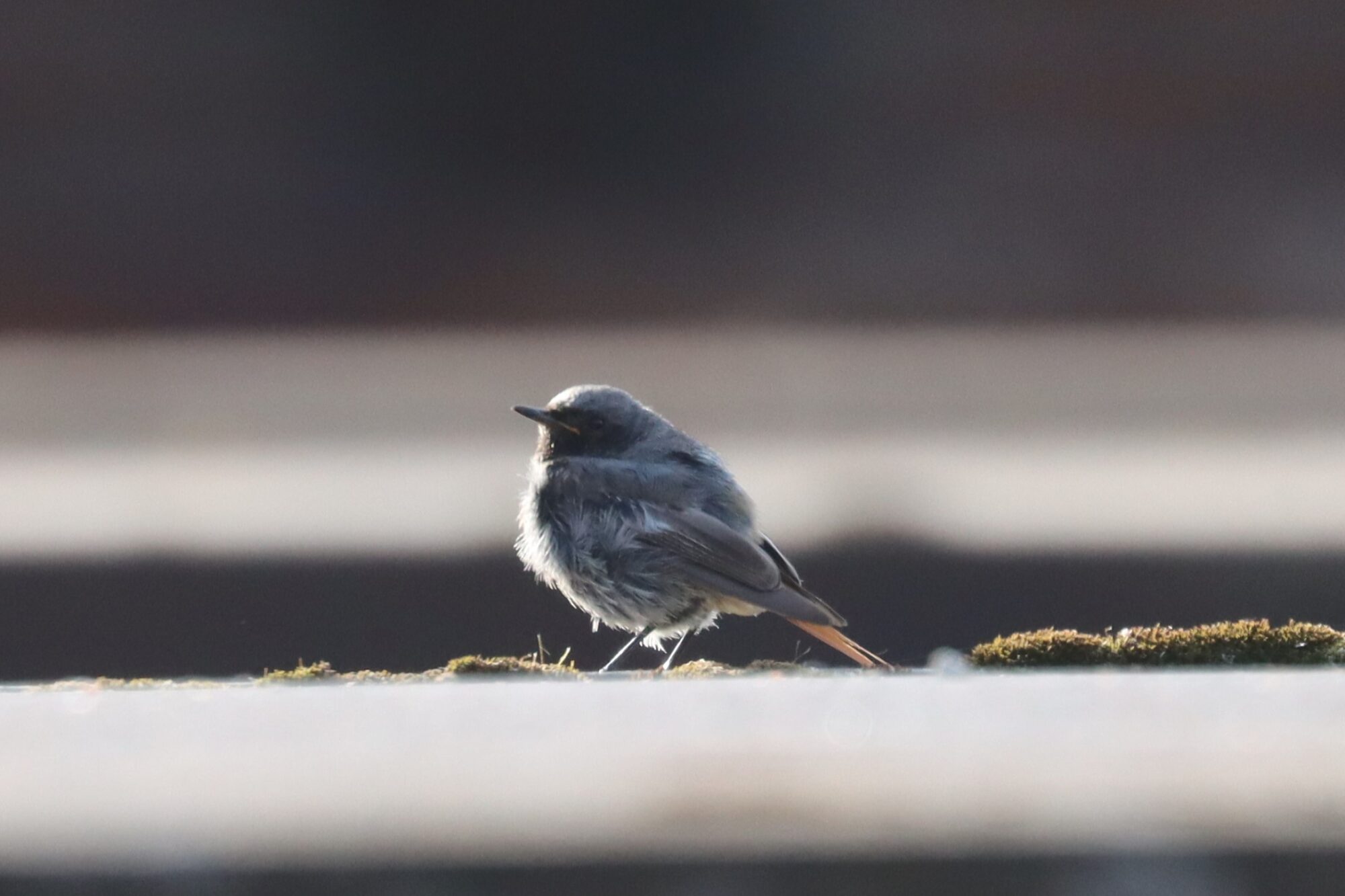 Valokuvaaja: Susanna Hannula