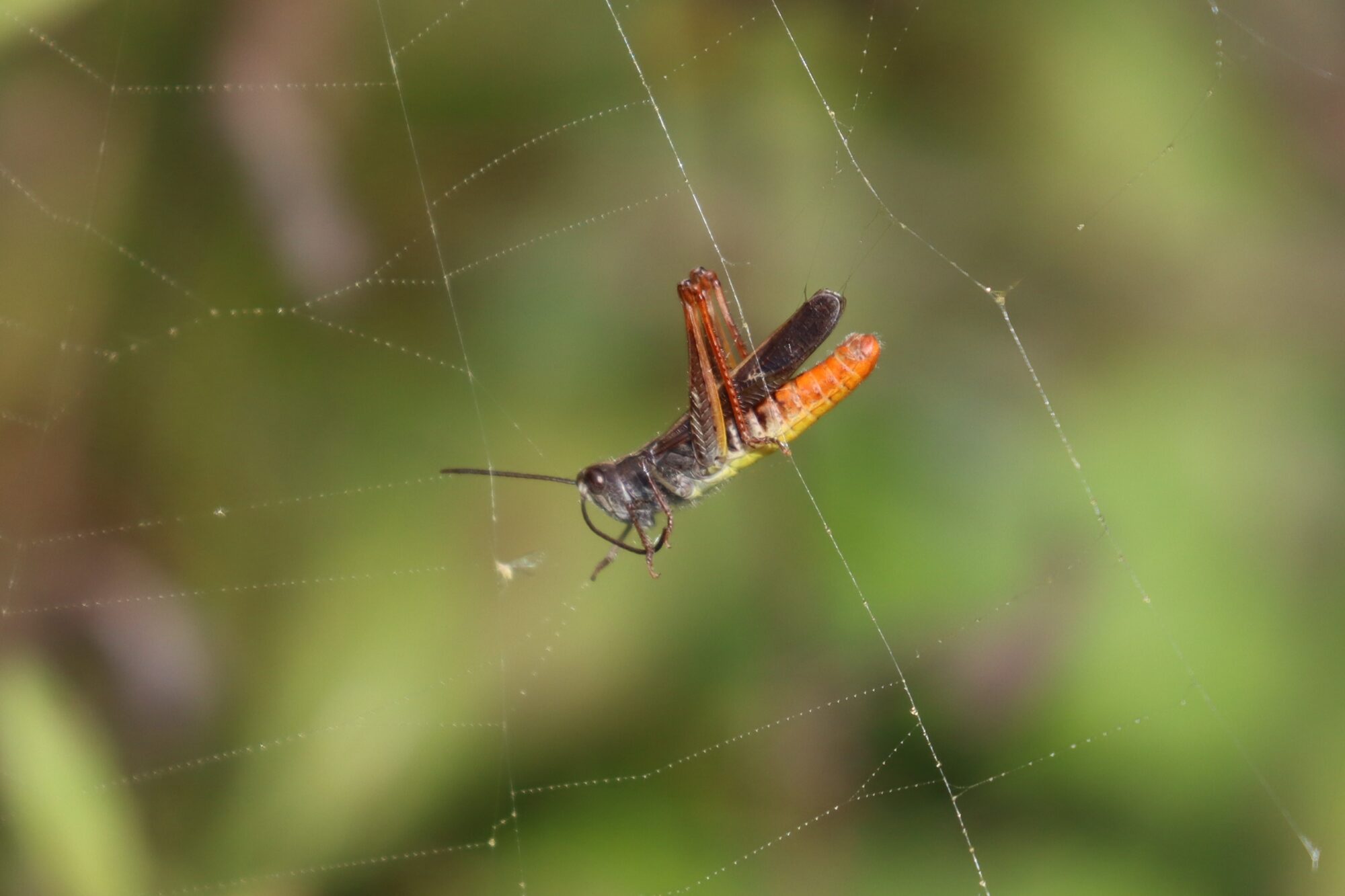 Valokuvaaja: Susanna Hannula Valokuvaaja: Susanna Hannula